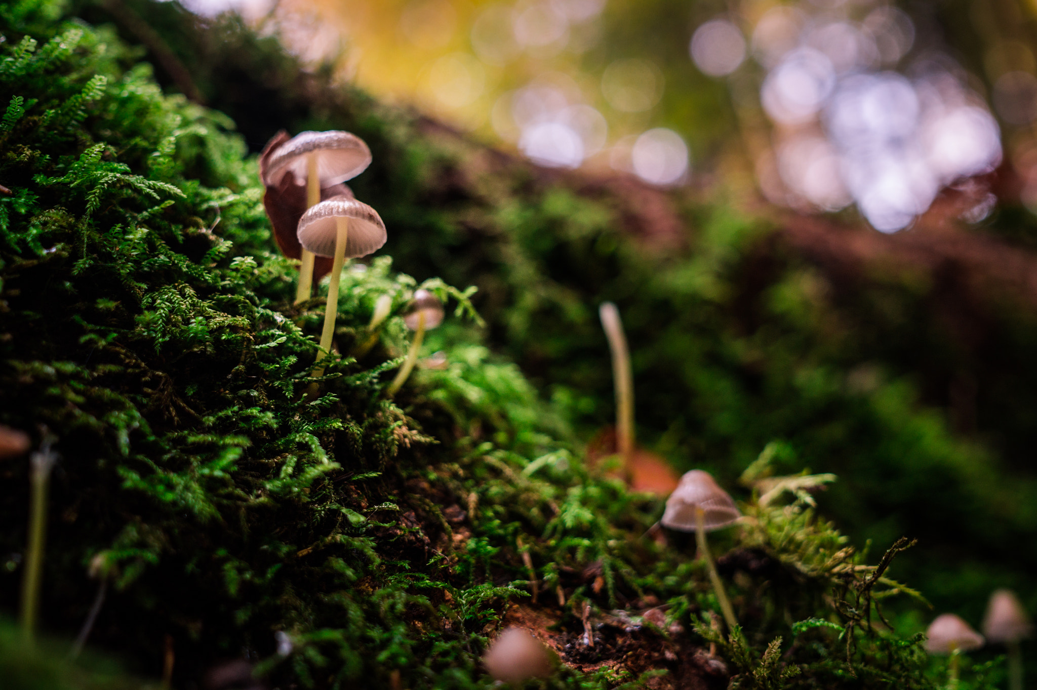Sony Alpha a5000 (ILCE 5000) + Sigma 30mm F2.8 EX DN sample photo. Mushrooms_forest photography