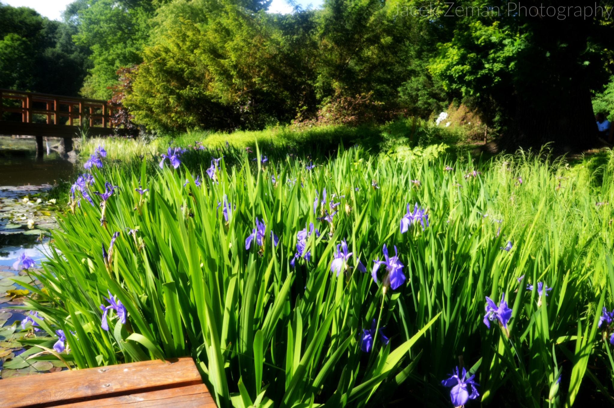 Nikon D3200 sample photo. Japanese garden in wrocław.... photography
