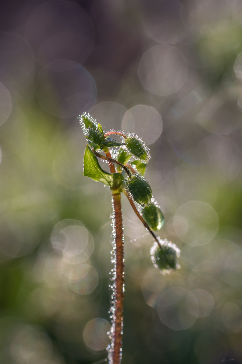 Tamron AF 55-200mm F4-5.6 Di II LD Macro sample photo. Morning dew photography