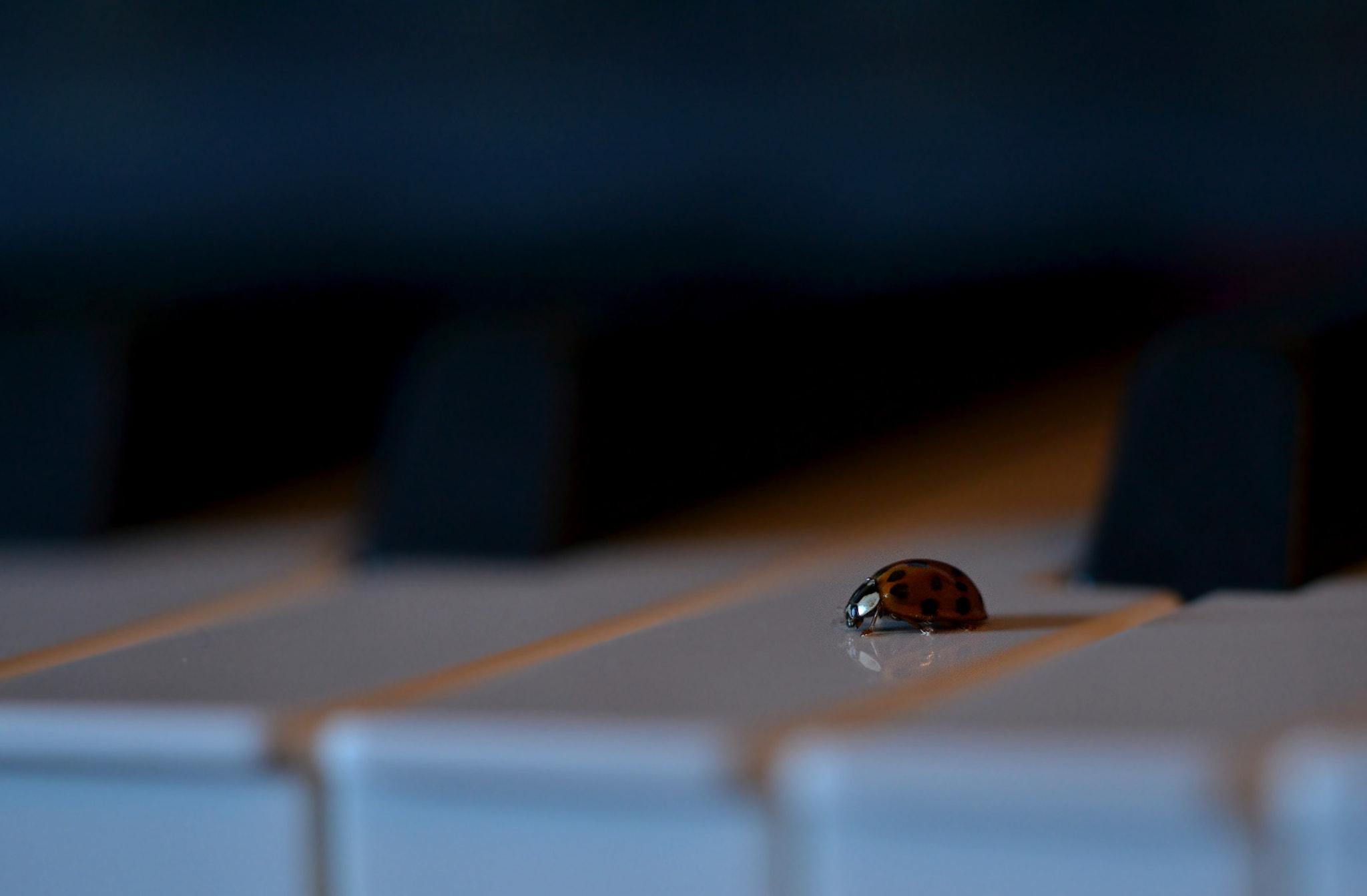 Sigma 105mm F2.8 EX DG OS HSM sample photo. Playing the piano  photography