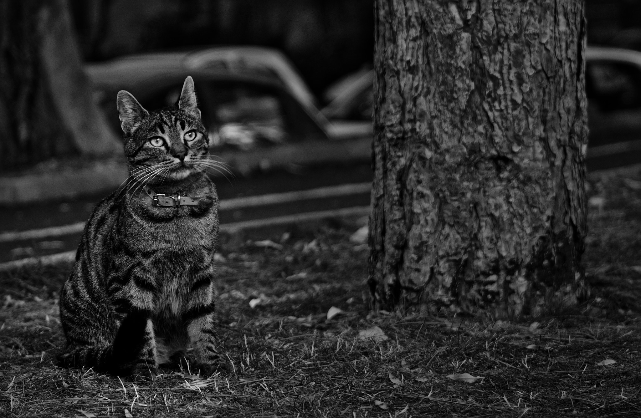 Canon EF 75-300mm f/4-5.6 USM sample photo. Cat eyes photography