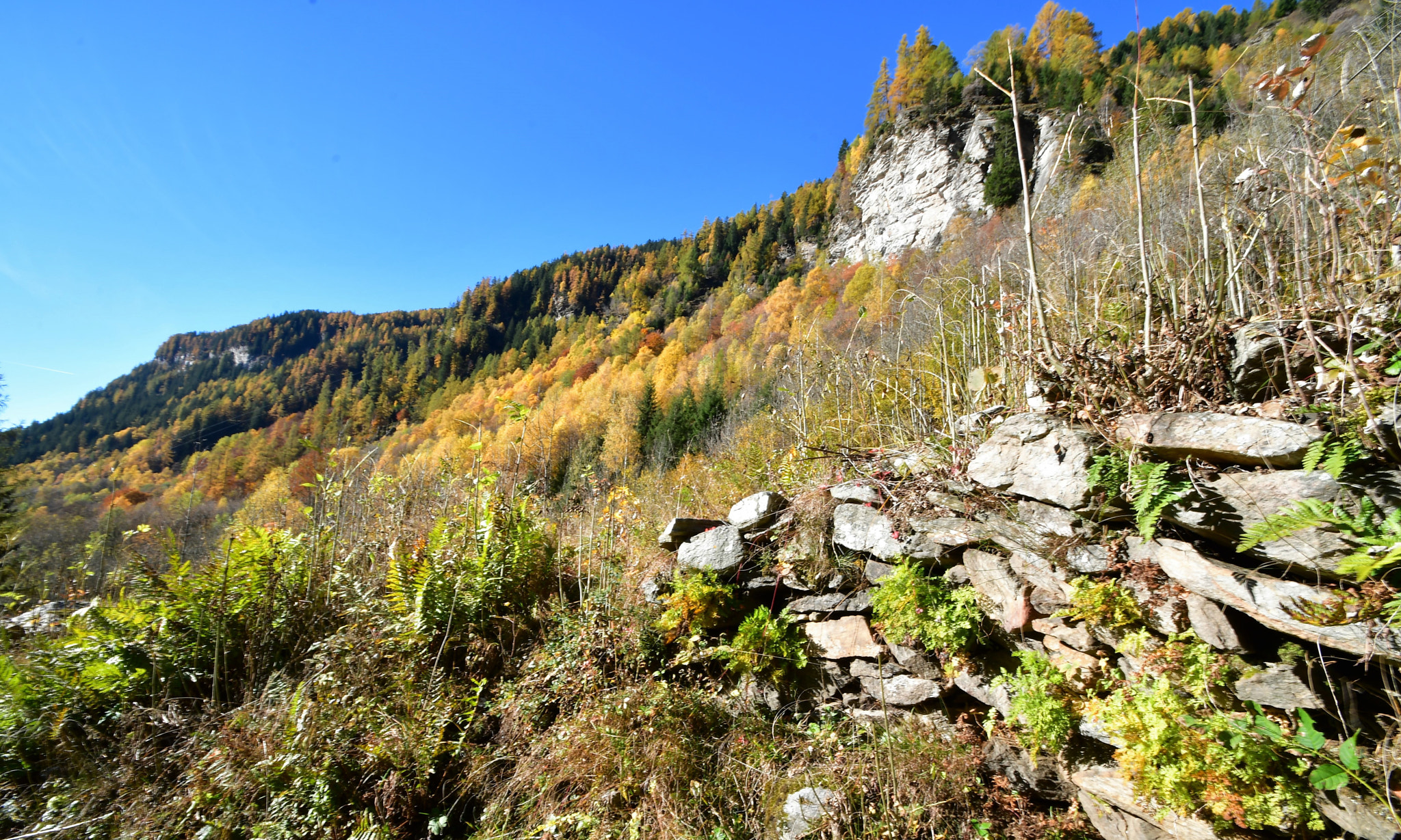 Nikon D500 sample photo. Automne photography
