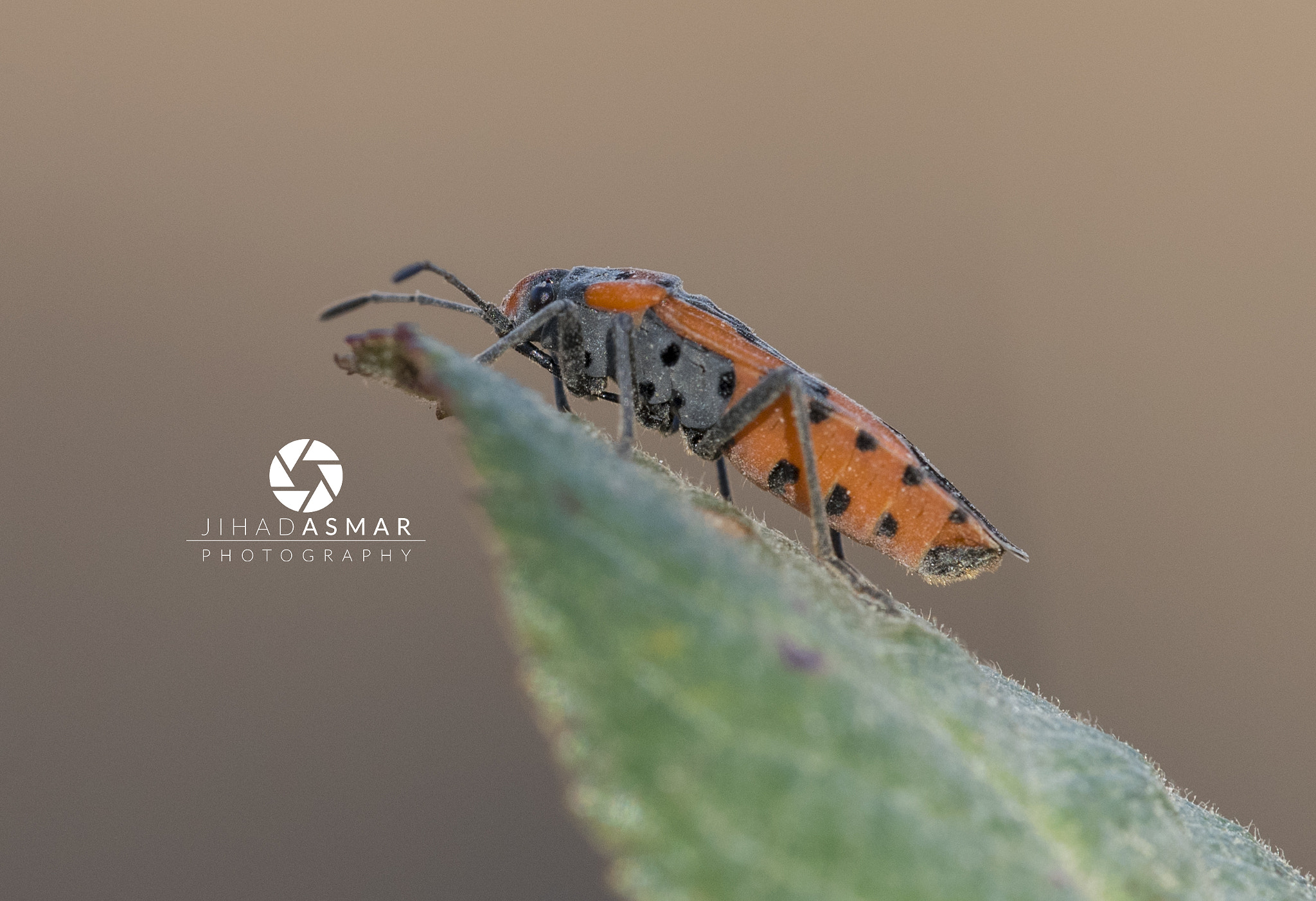 Sigma 150mm F2.8 EX DG Macro HSM sample photo. The beauty of the macro - lebanon photography