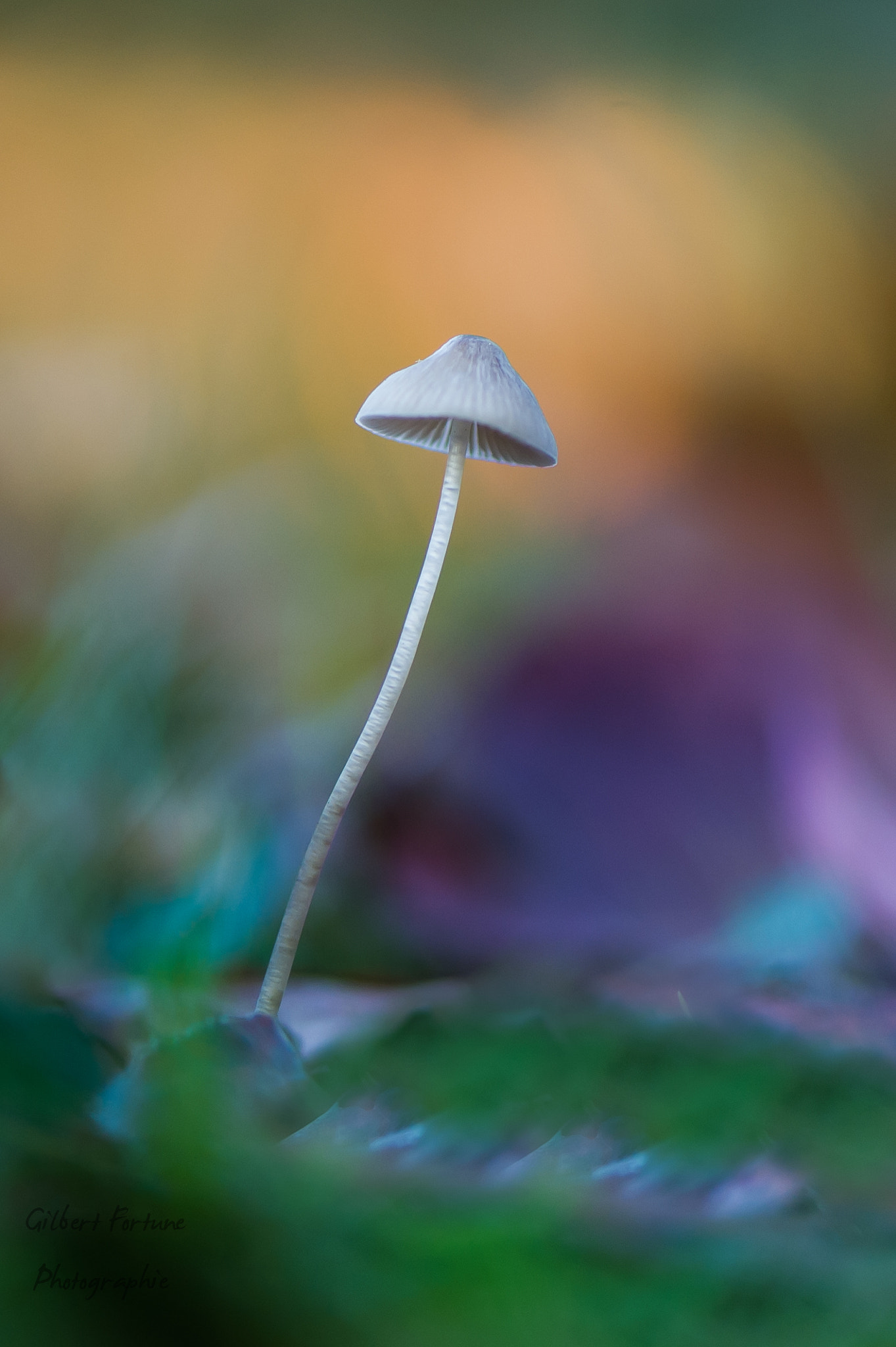 Nikon D3S sample photo. Delicate mushroom photography