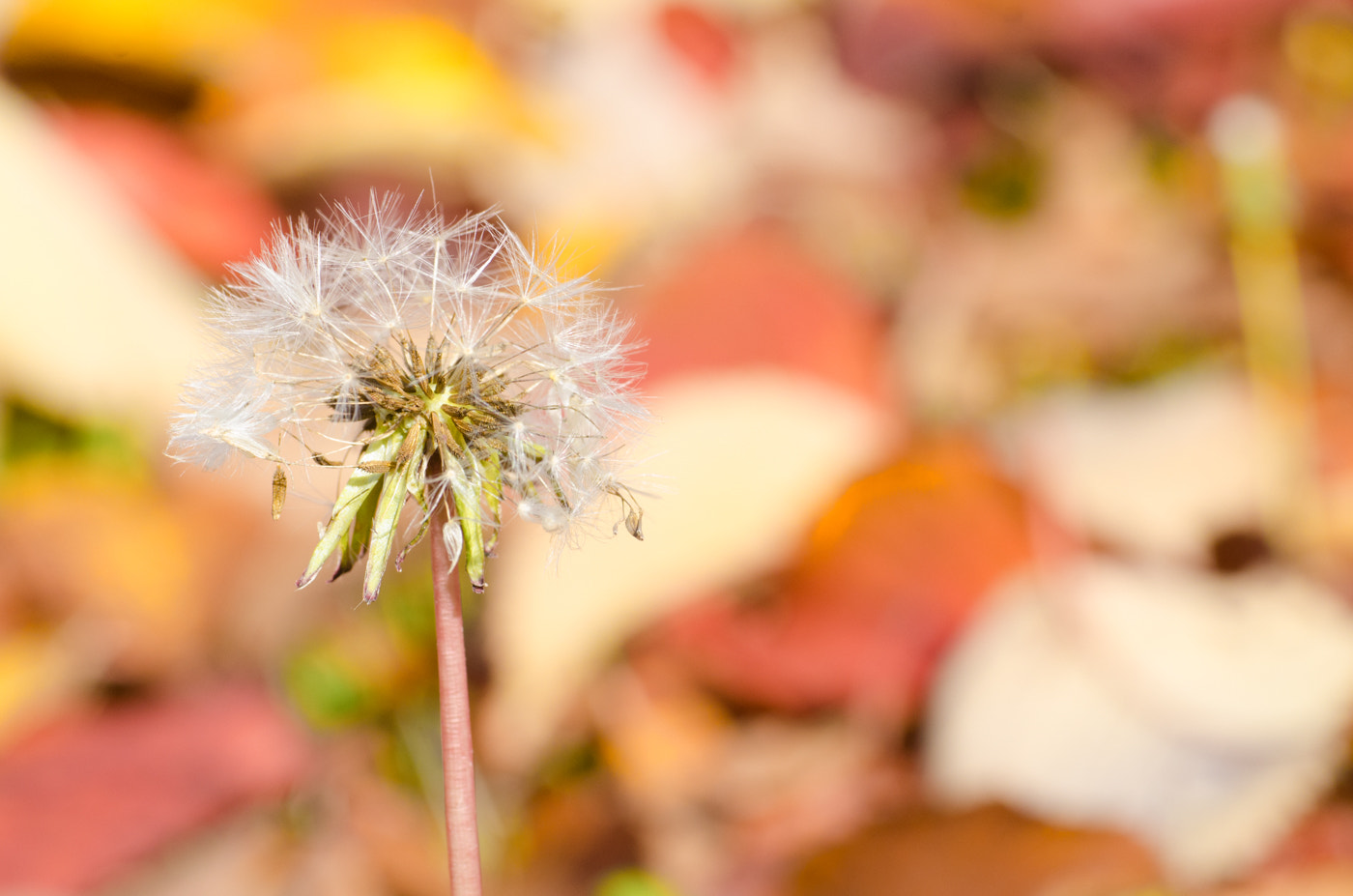 Sigma 70mm F2.8 EX DG Macro sample photo. Autumn photography