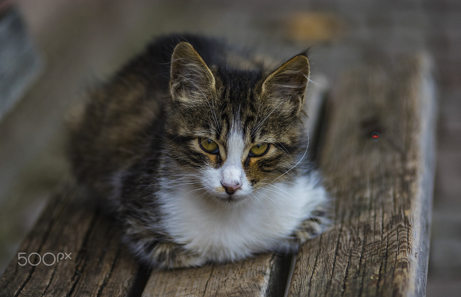 Pentax K-3 II + Sigma sample photo. Baby cat photography