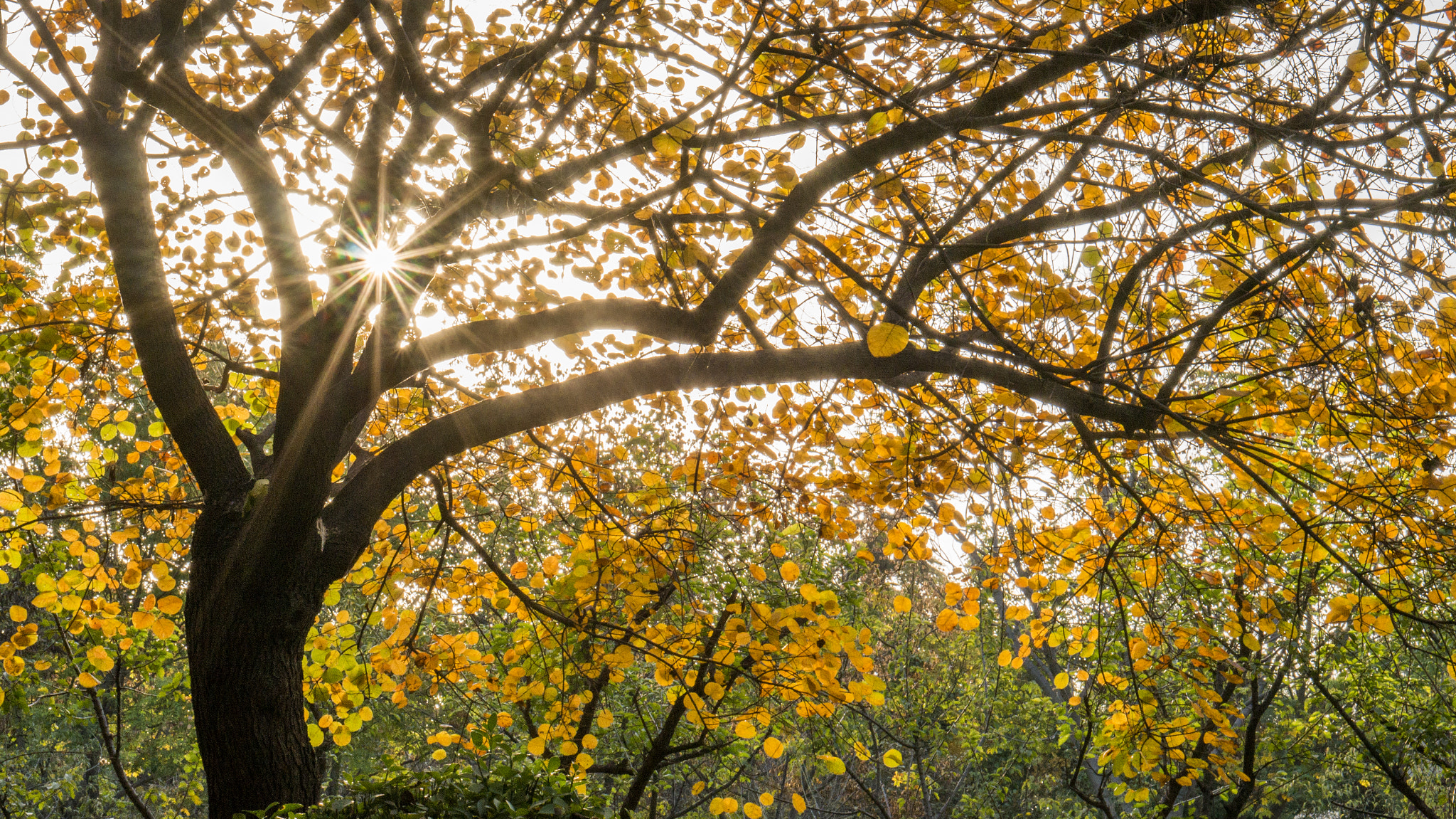 Sony Alpha NEX-5T sample photo. 秋日 photography