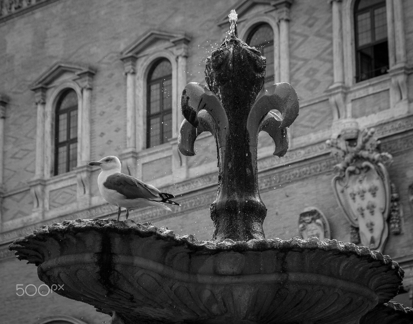 Canon EF 28-105mm f/3.5-4.5 USM sample photo. Gabbiano romano photography