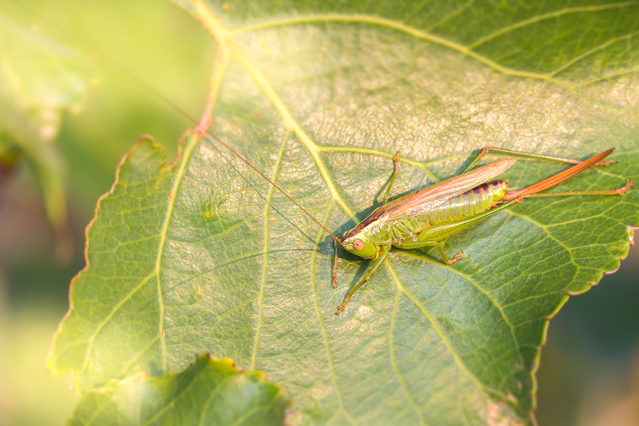 Sigma 105mm F2.8 EX DG OS HSM sample photo. Grasshopper photography