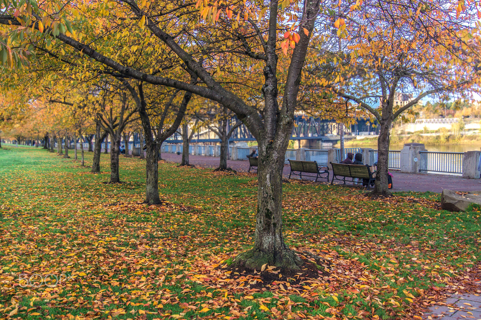 Sony SLT-A77 + Sony DT 18-55mm F3.5-5.6 SAM sample photo. Fall park photography