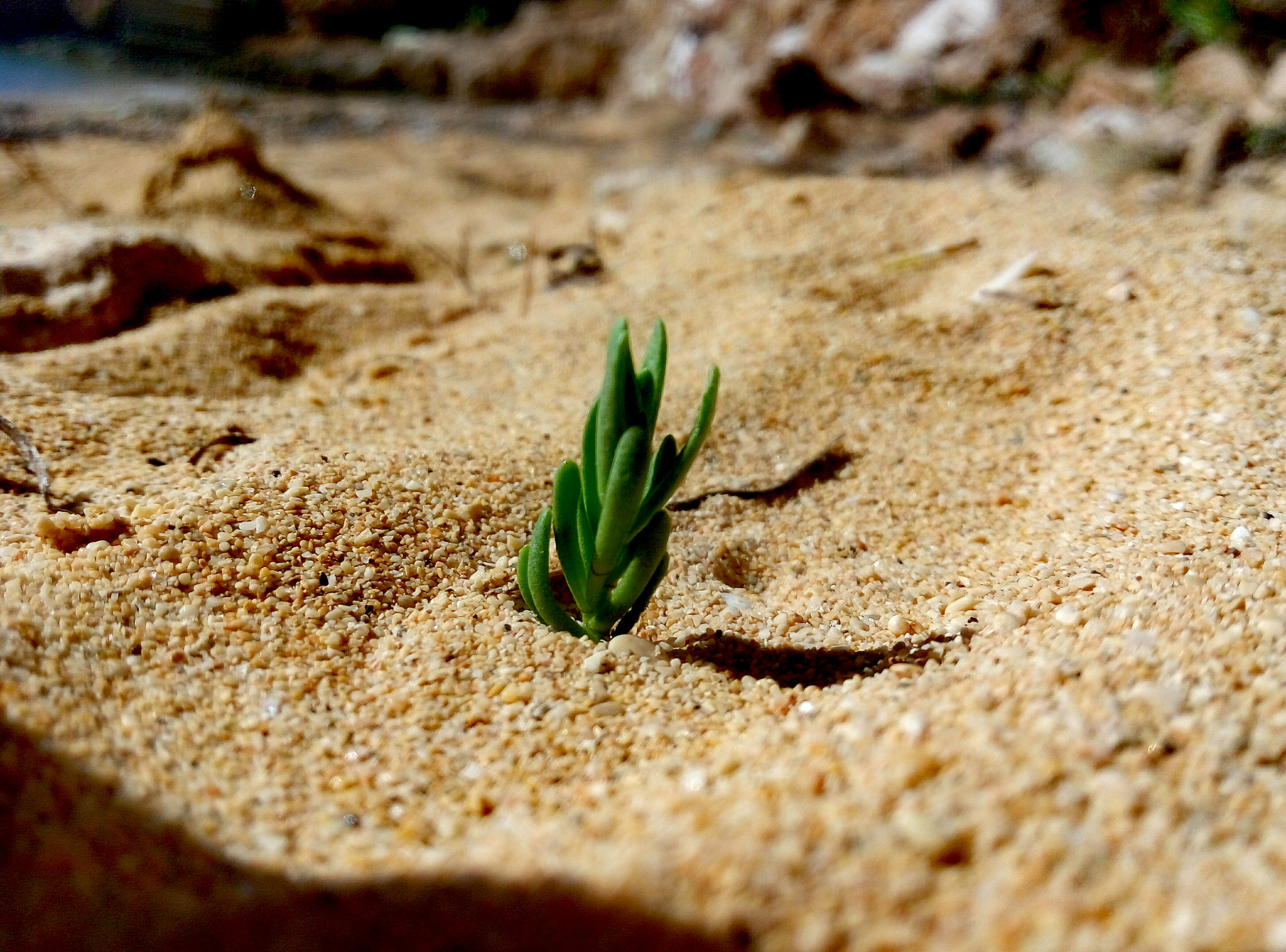 Meizu m1 note sample photo
