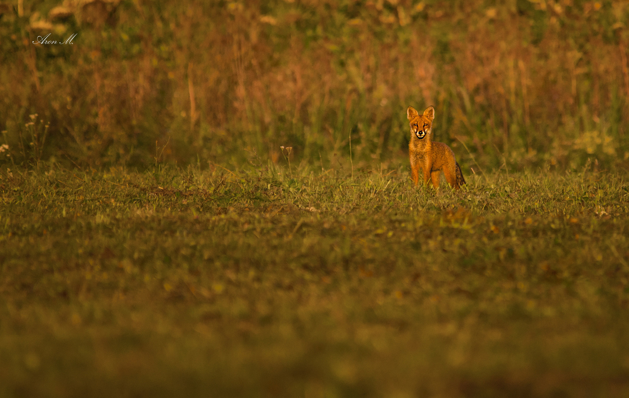 Sigma 150-500mm F5-6.3 DG OS HSM sample photo. Foxy photography