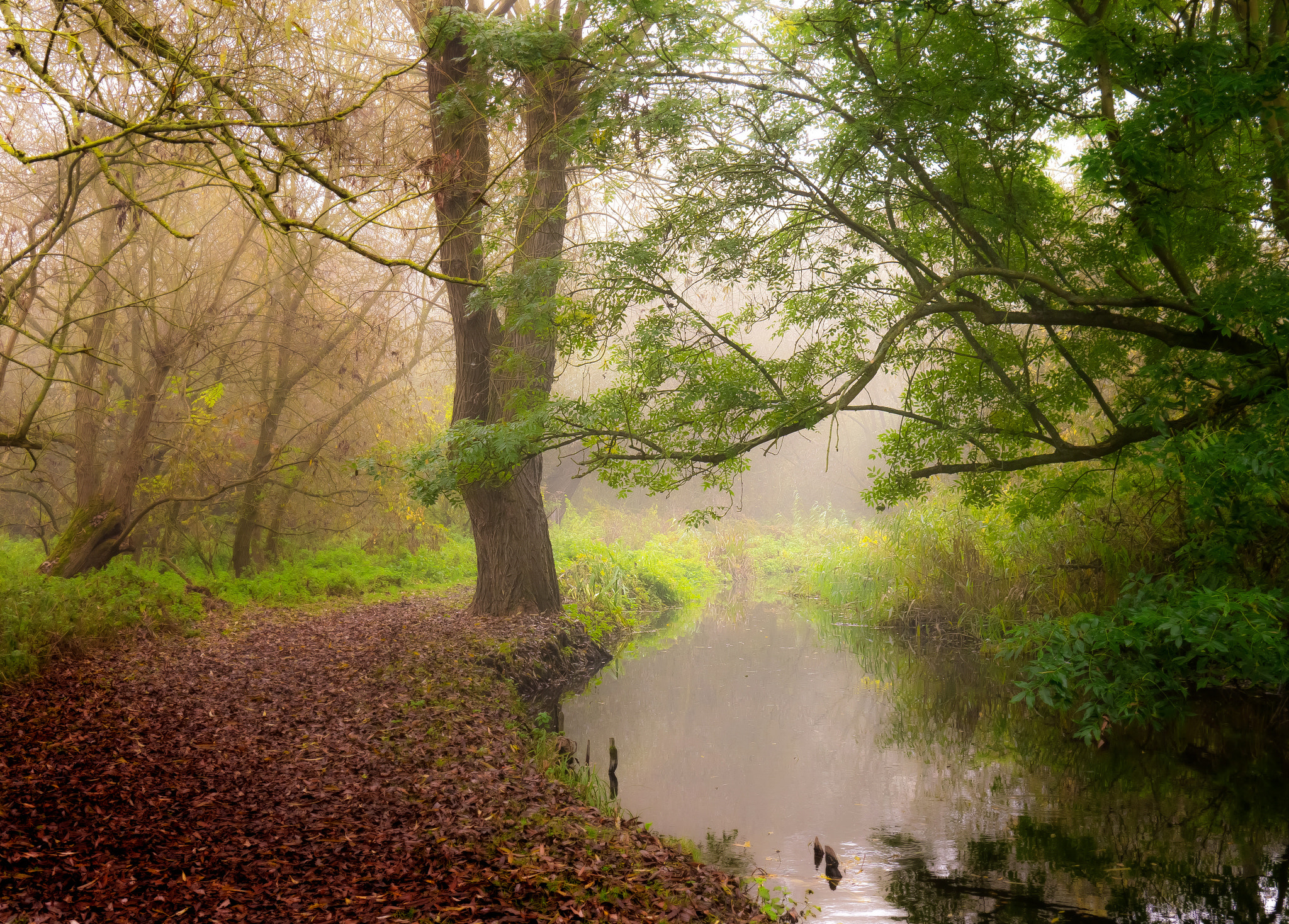 Panasonic Lumix DMC-GX1 sample photo. Misty afternoon. photography