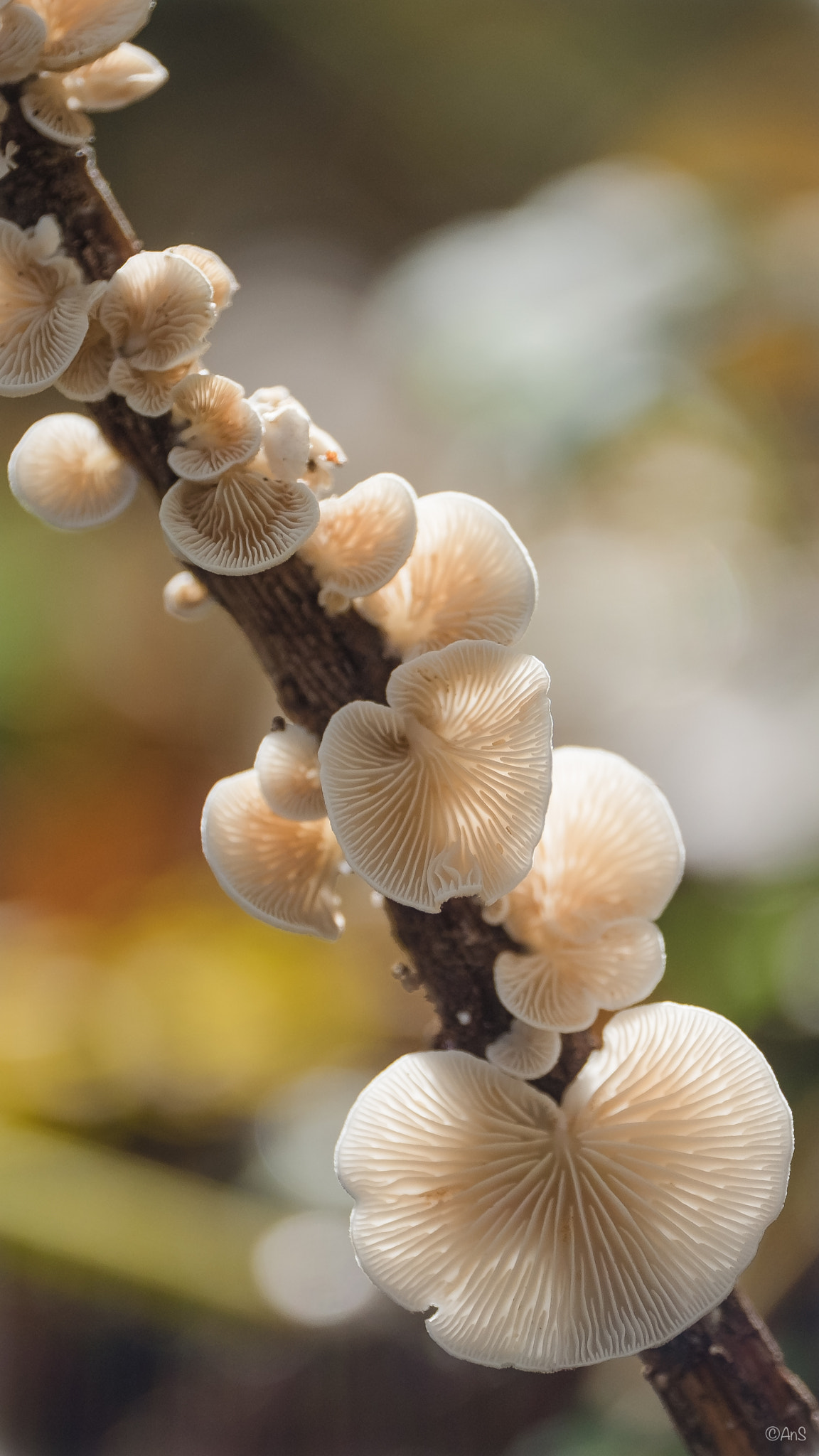 ZEISS Touit 50mm F2.8 sample photo. Autumn colors photography