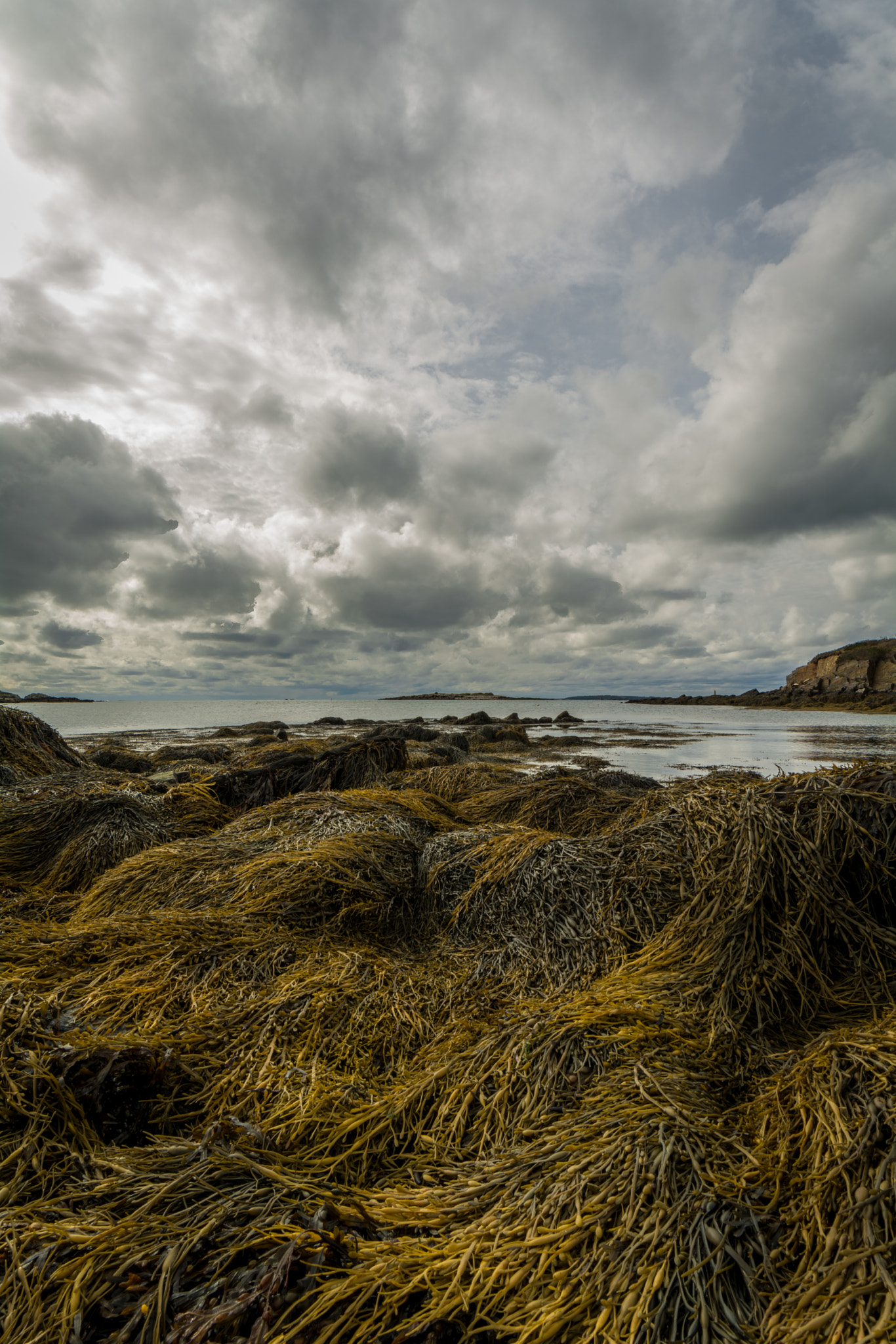 Samyang 14mm F2.8 ED AS IF UMC sample photo. Sea of seaweed photography