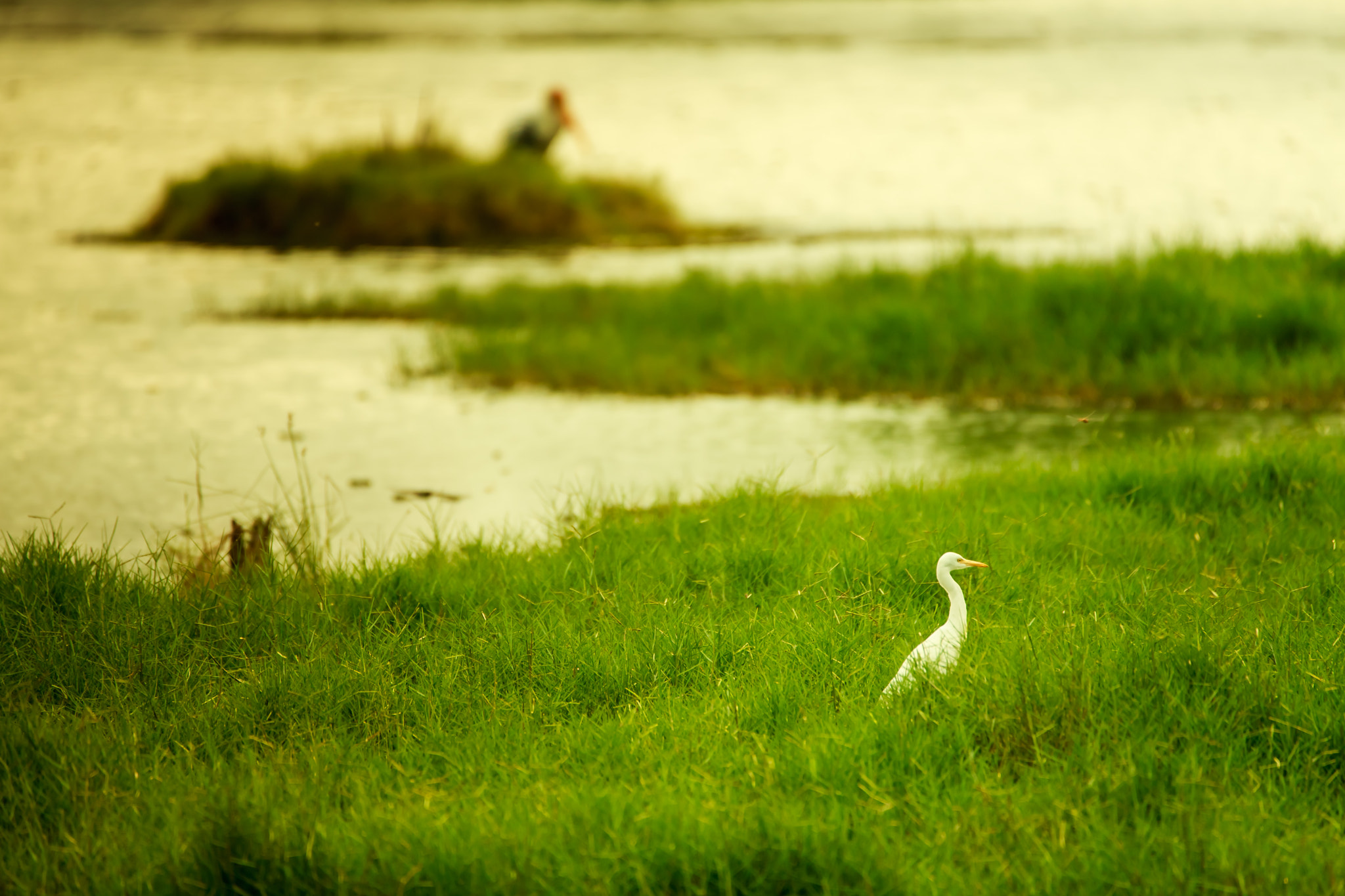 150-600mm F5-6.3 DG OS HSM | Contemporary 015 sample photo. Great egret photography