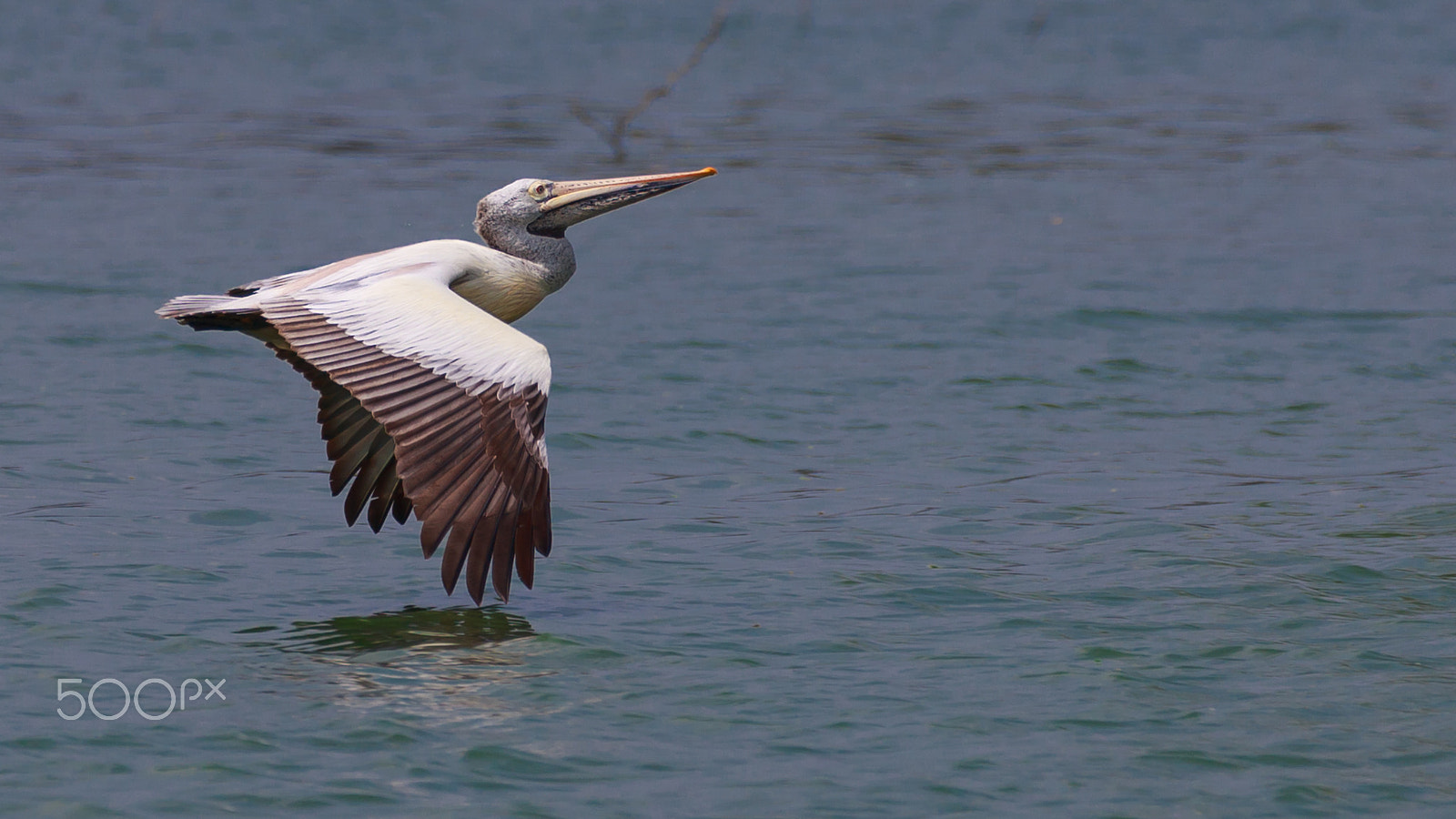 Sigma 150-600mm F5-6.3 DG OS HSM | C sample photo. In search of fish..... photography