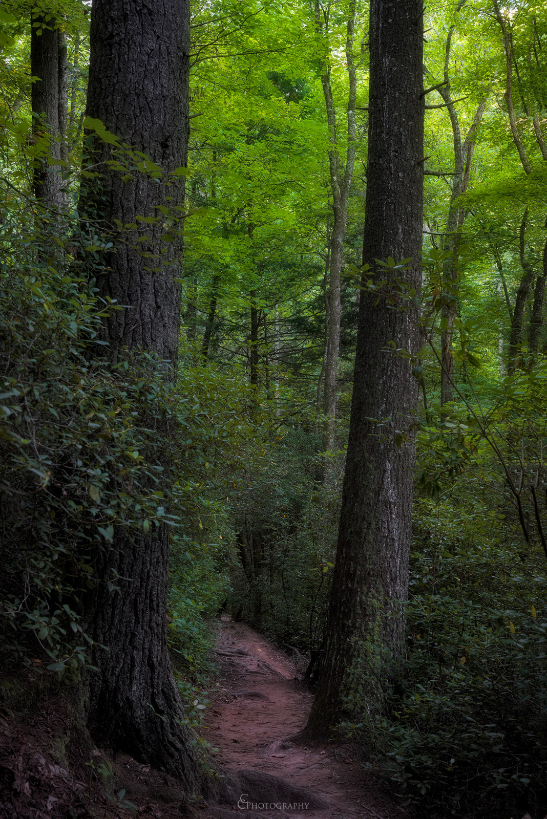 Nikon AF-S Nikkor 24-70mm F2.8G ED sample photo. "nature will always be nature.” photography