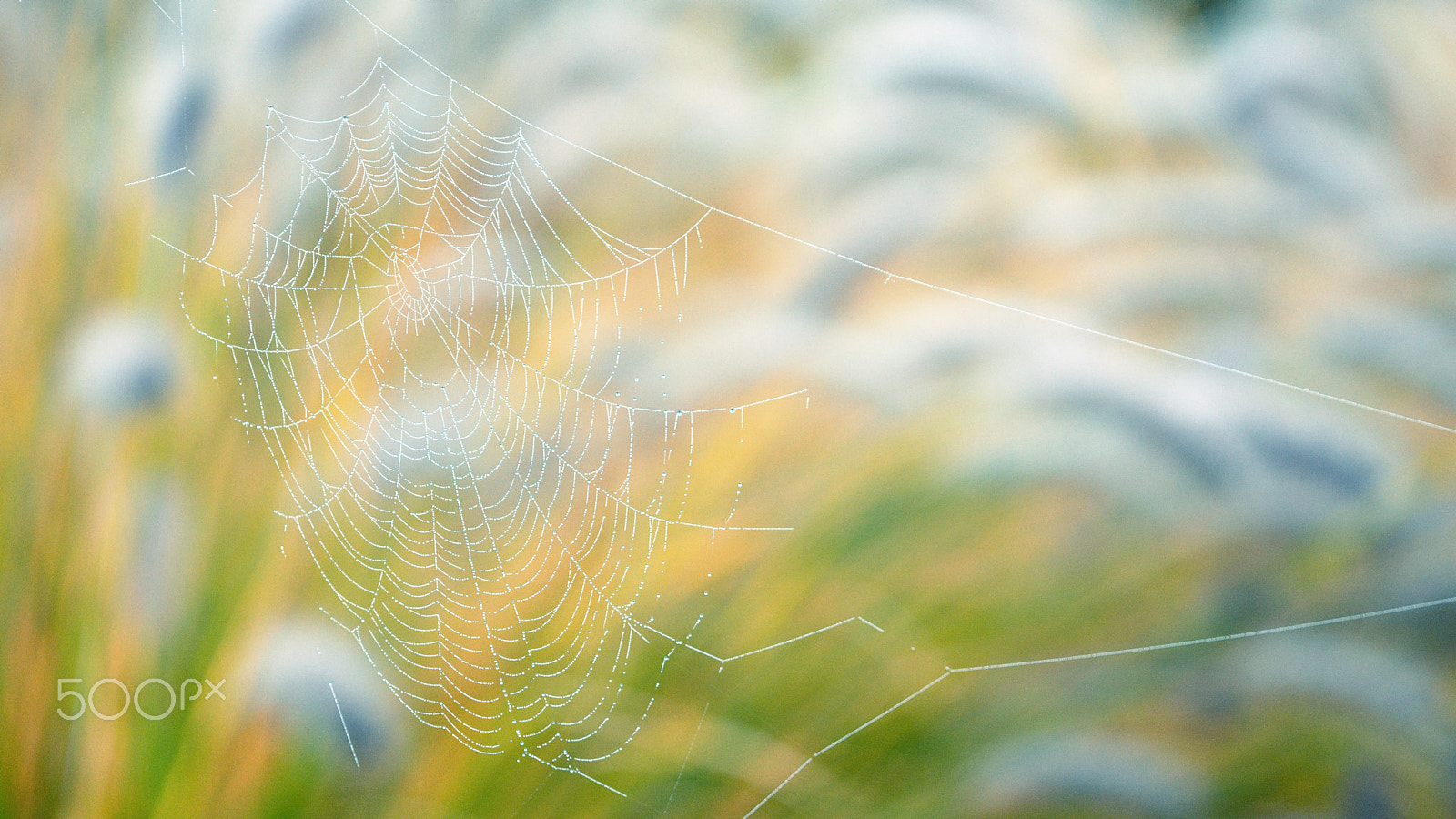 Nikon D7100 + Nikon AF Micro-Nikkor 200mm F4D ED-IF sample photo. Spider's web photography