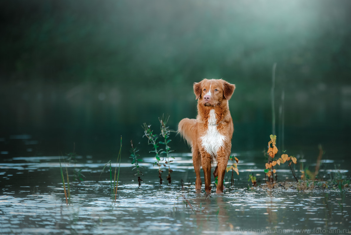 Canon EOS 5D Mark IV + Sigma 70-200mm F2.8 EX DG OS HSM sample photo. Dog at the lake photography