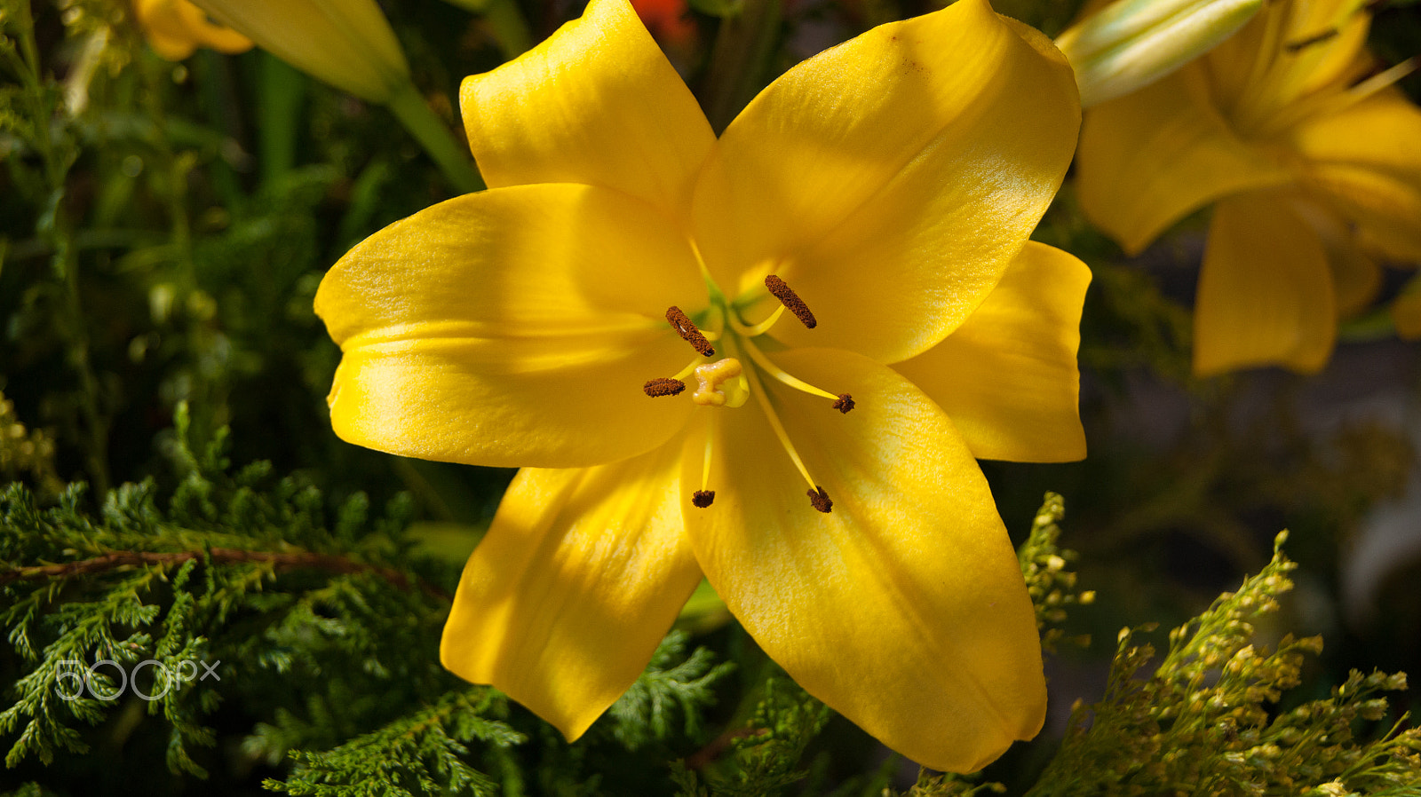 Sony Alpha DSLR-A380 + Sony DT 18-55mm F3.5-5.6 SAM sample photo. Beautiful yellow flower photography