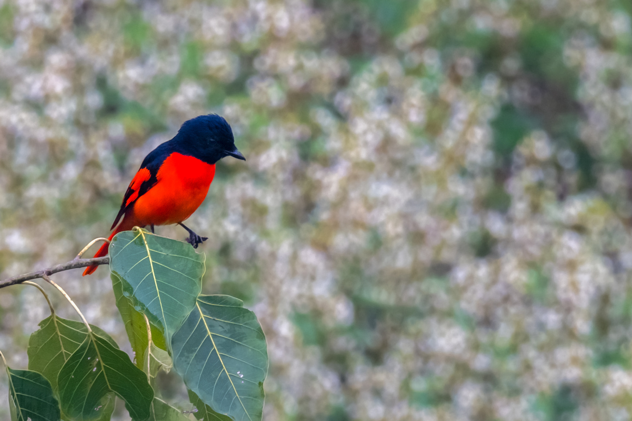 Nikon AF-S Nikkor 800mm F5.6E FL ED VR sample photo. Scarlet minivet male photography