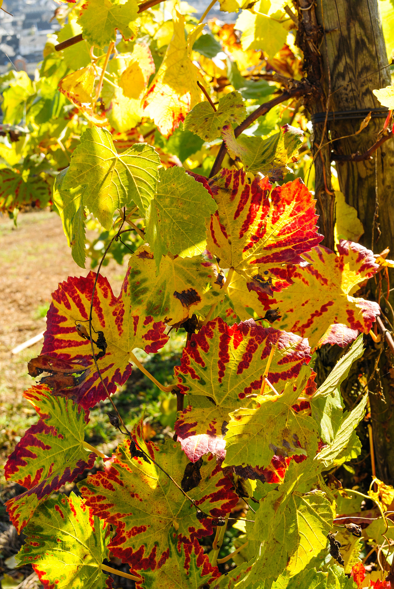 Nikon 1 Nikkor 11-27.5mm F3.5-5.6 sample photo. Wine-leafes in autumn photography