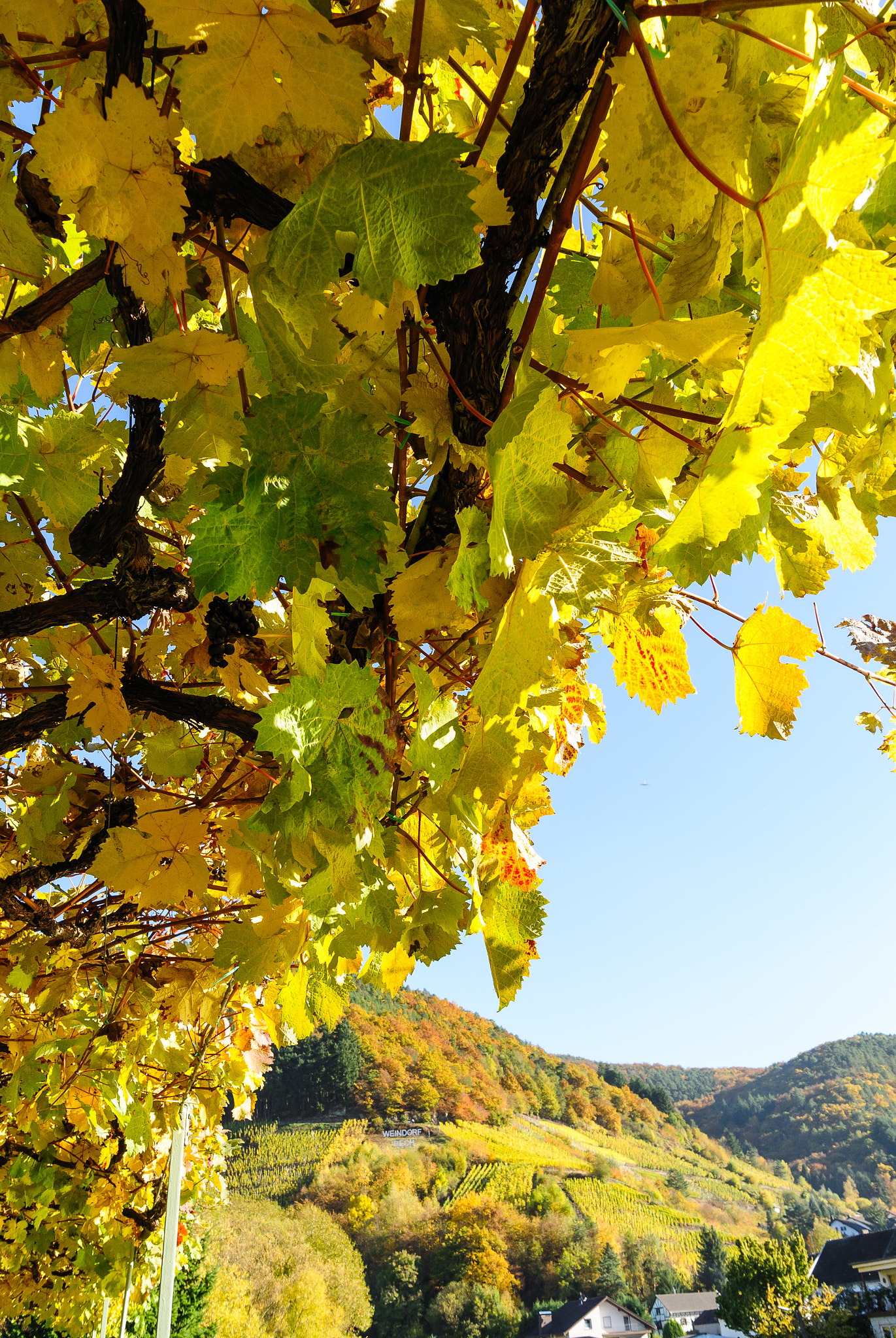 Nikon 1 S1 sample photo. Wine-leafs photography