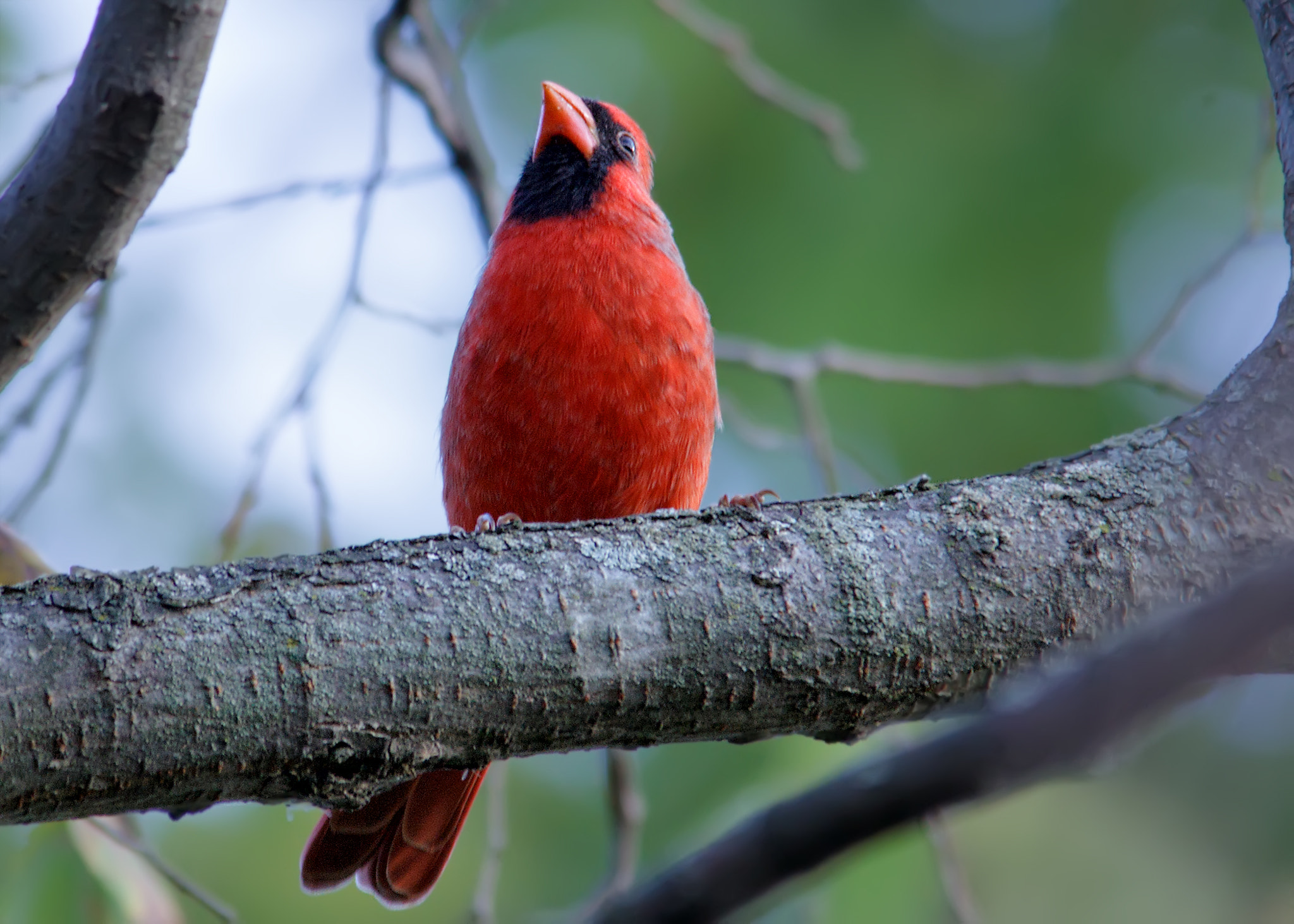 Sigma 150-500mm F5-6.3 DG OS HSM sample photo. Northern cardinal photography