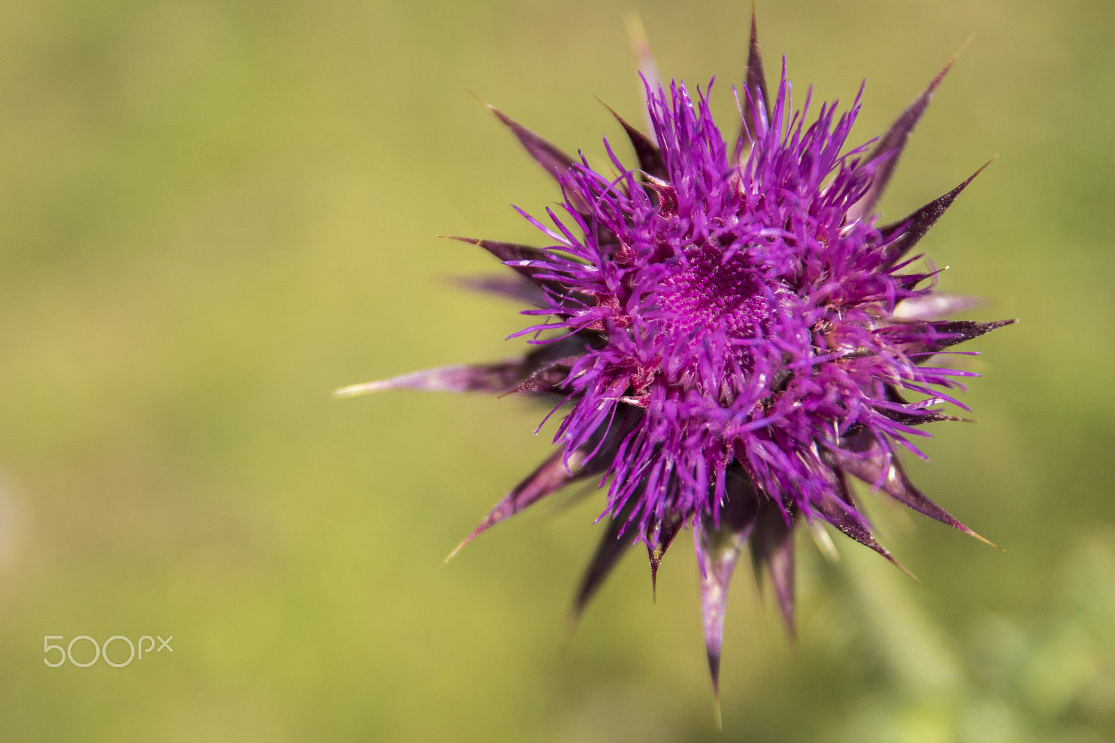 Sony ILCA-77M2 sample photo. Purple flower photography