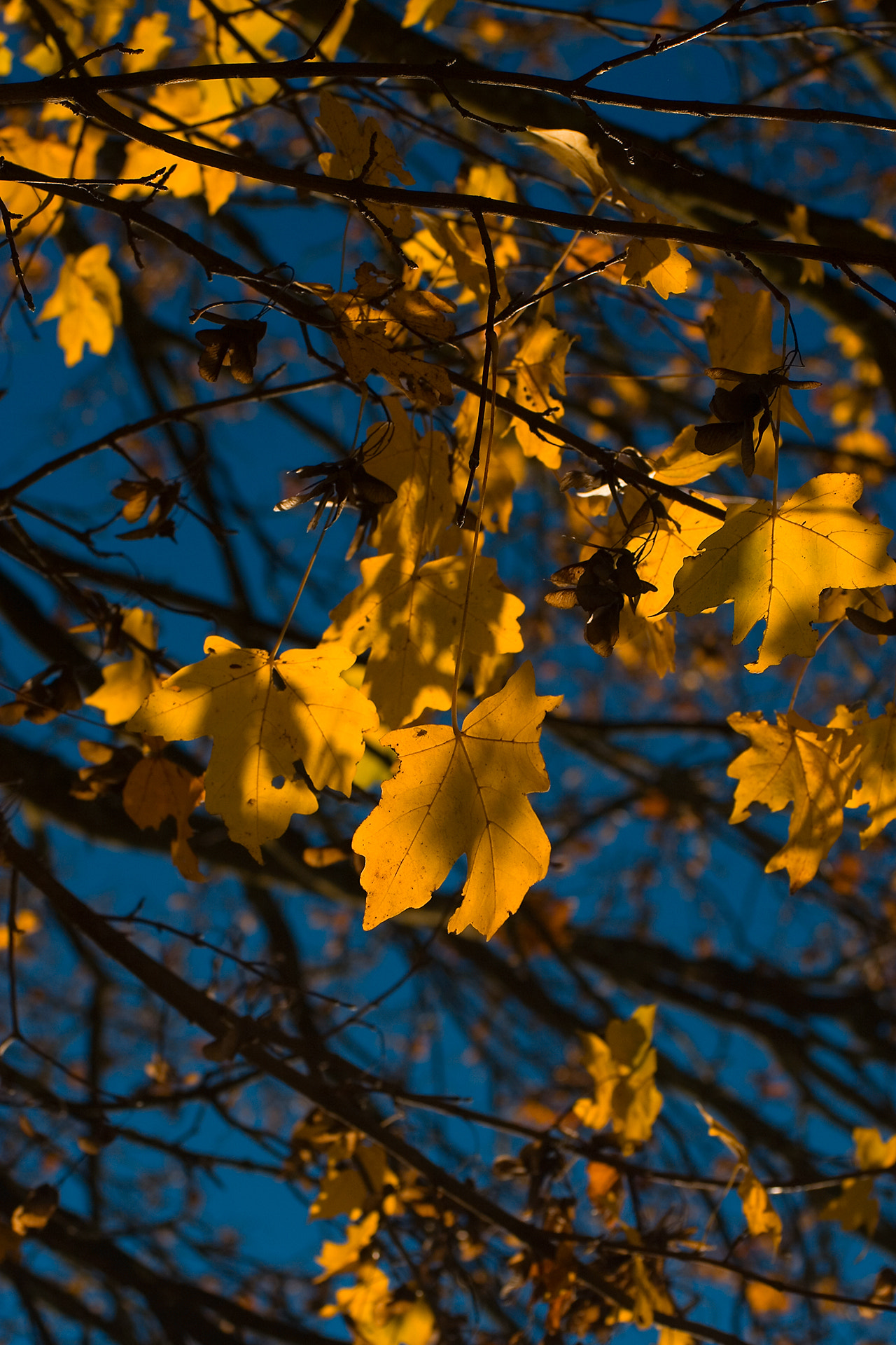 Canon EOS 30D + Canon EF 55-200mm f/4.5-5.6 sample photo. Herbst photography