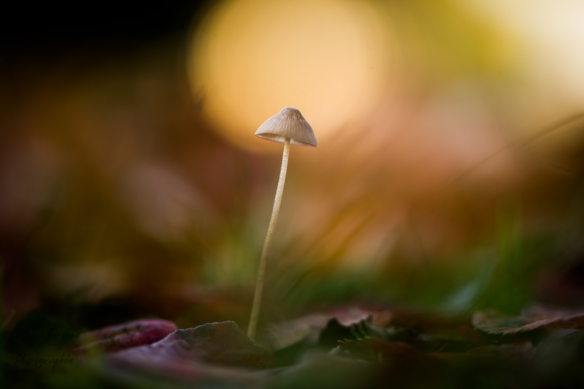 Nikon D3S sample photo. Delicate mushroom i photography