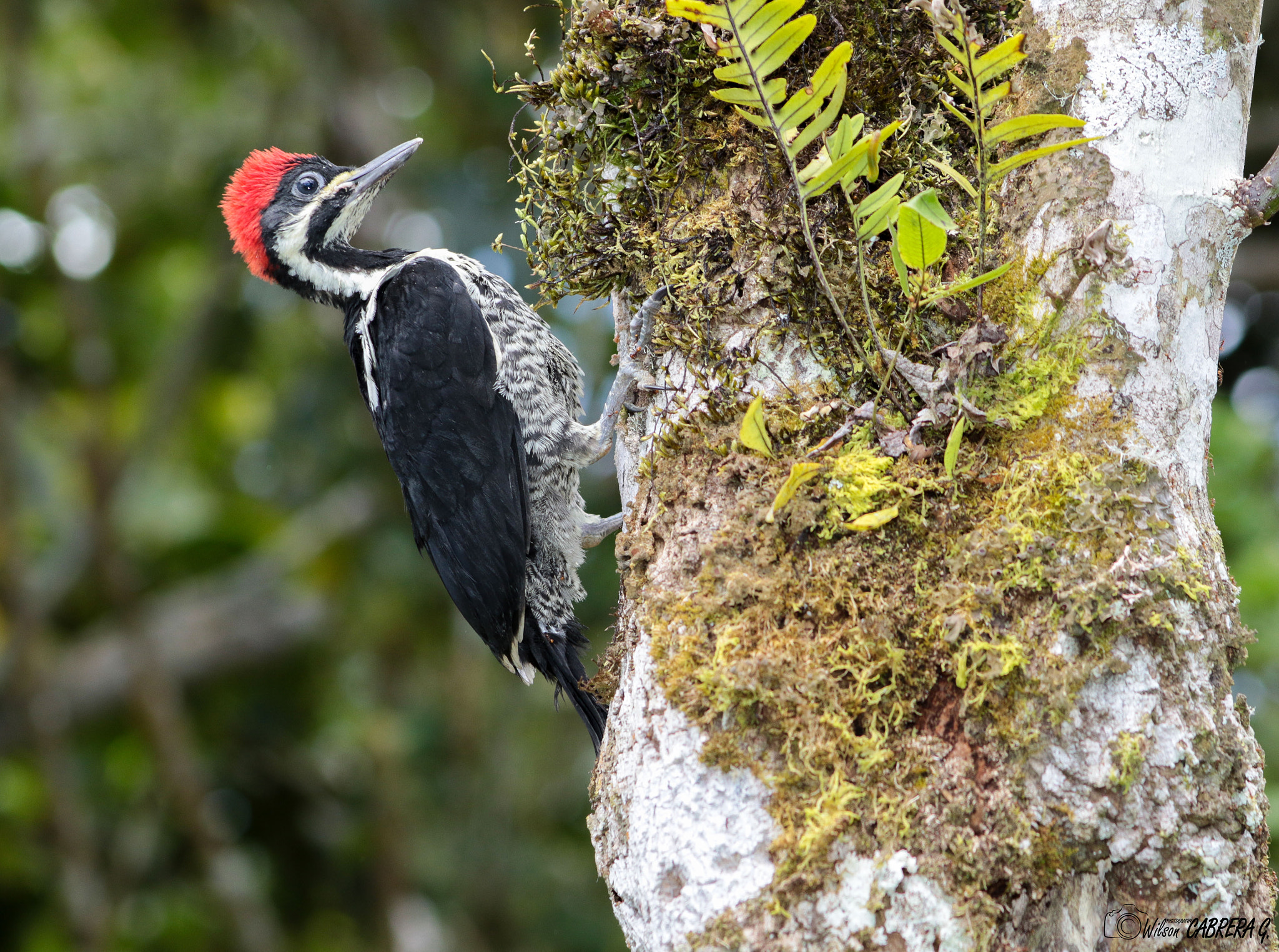 EF75-300mm f/4-5.6 sample photo. Carpintero lineado photography