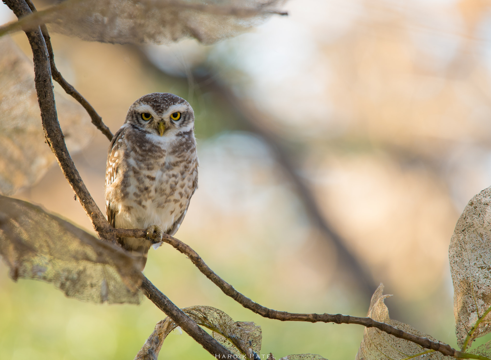 Nikon D5 sample photo. Spotted owlet photography