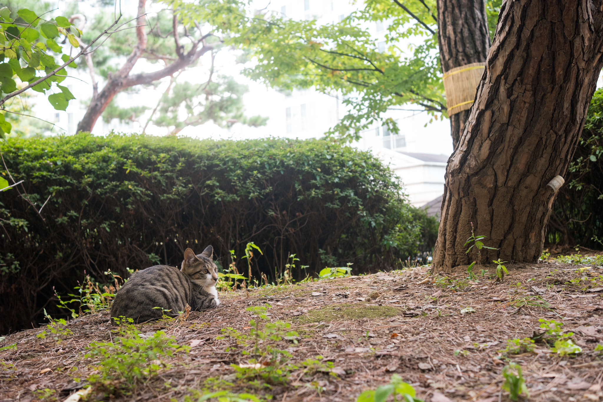 Samsung NX 30mm F2 Pancake sample photo. Waiting new season... photography