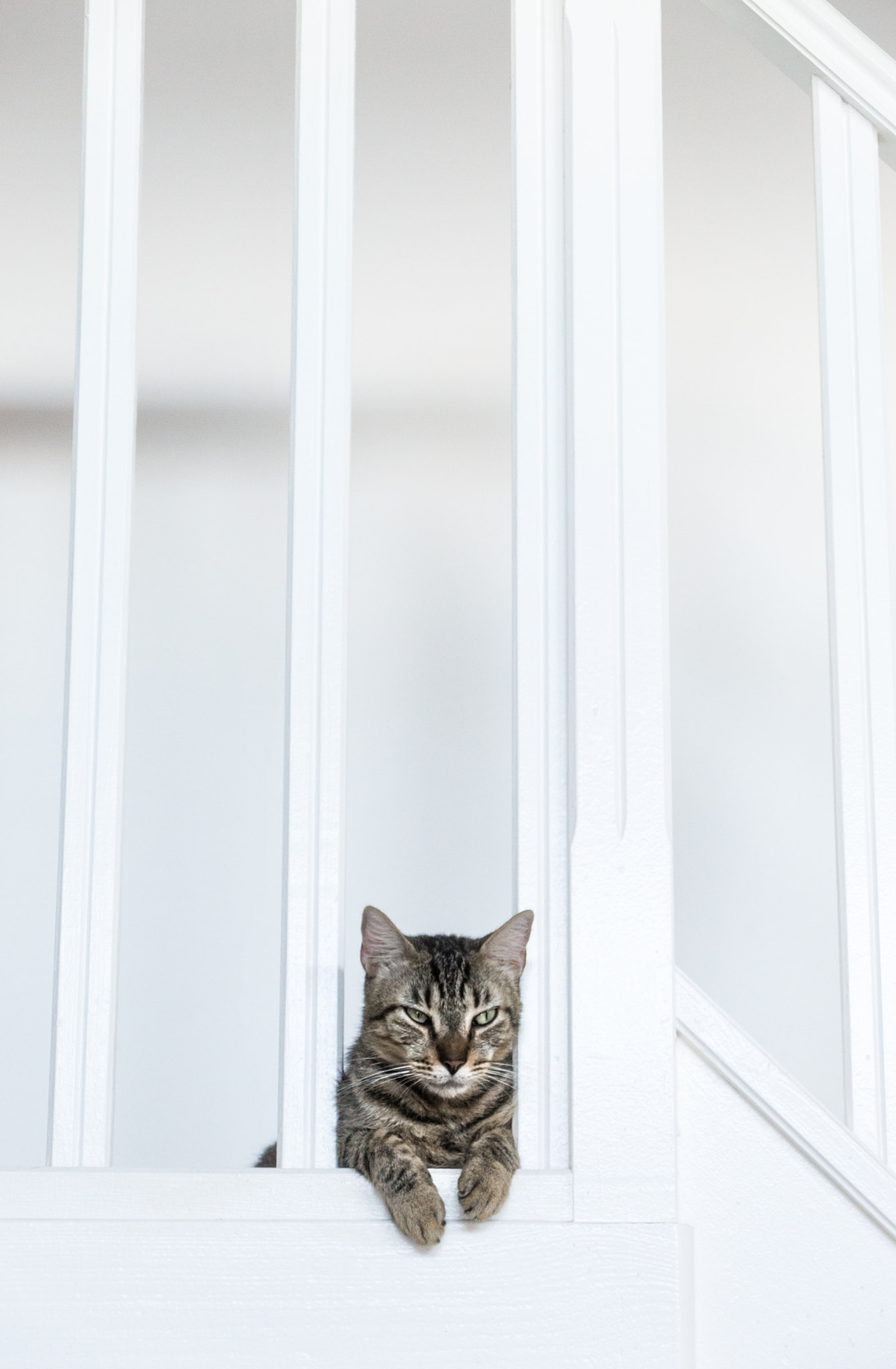 Sigma 28-300mm F3.5-6.3 DG Macro sample photo. The watcher photography