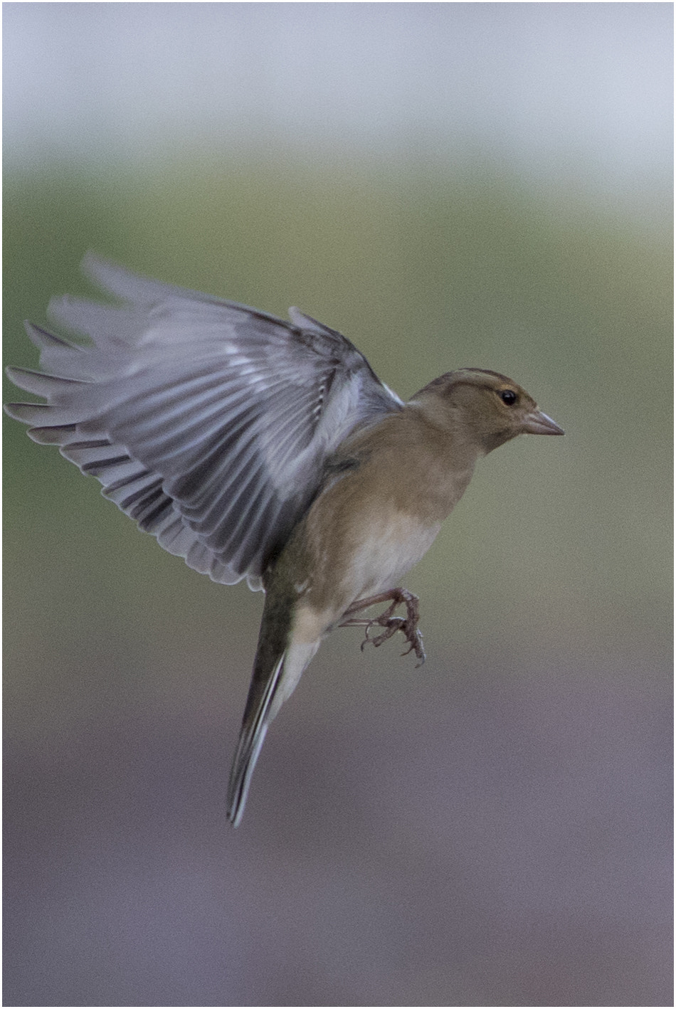 Canon EOS-1D X Mark II + Canon EF 70-200mm F2.8L IS USM sample photo. Hovering finch photography