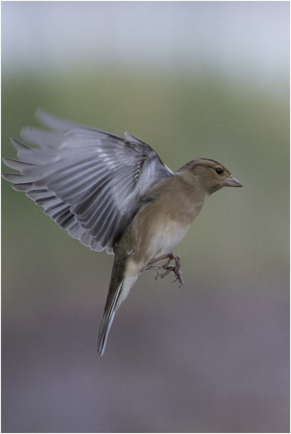 Canon EF 70-200mm F2.8L IS USM sample photo. Hovering finch photography