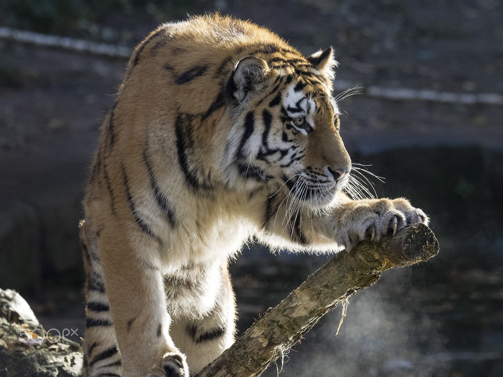 Olympus OM-D E-M1 + OLYMPUS M.300mm F4.0 sample photo. Sibirian tiger photography