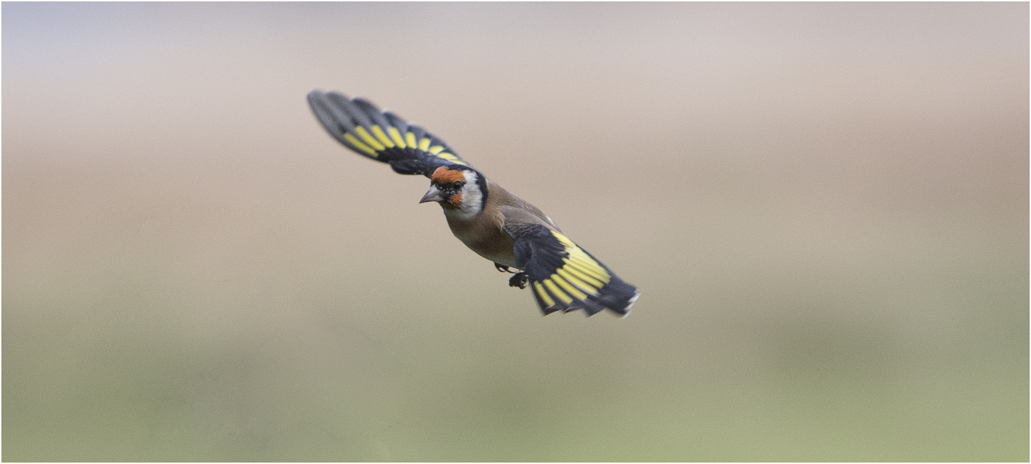 Canon EF 70-200mm F2.8L IS USM sample photo. Swooping gold finch photography