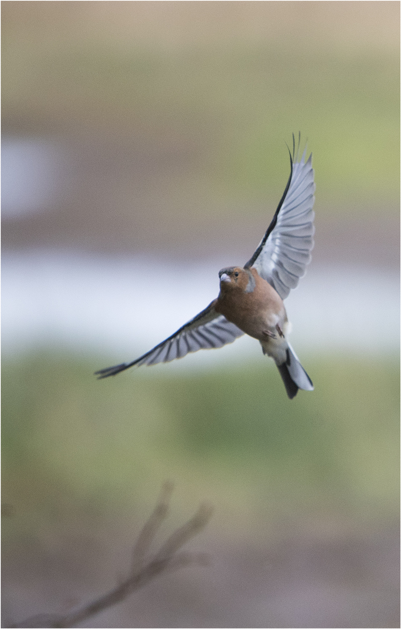 Canon EF 70-200mm F2.8L IS USM sample photo. Swooping chaffinch photography