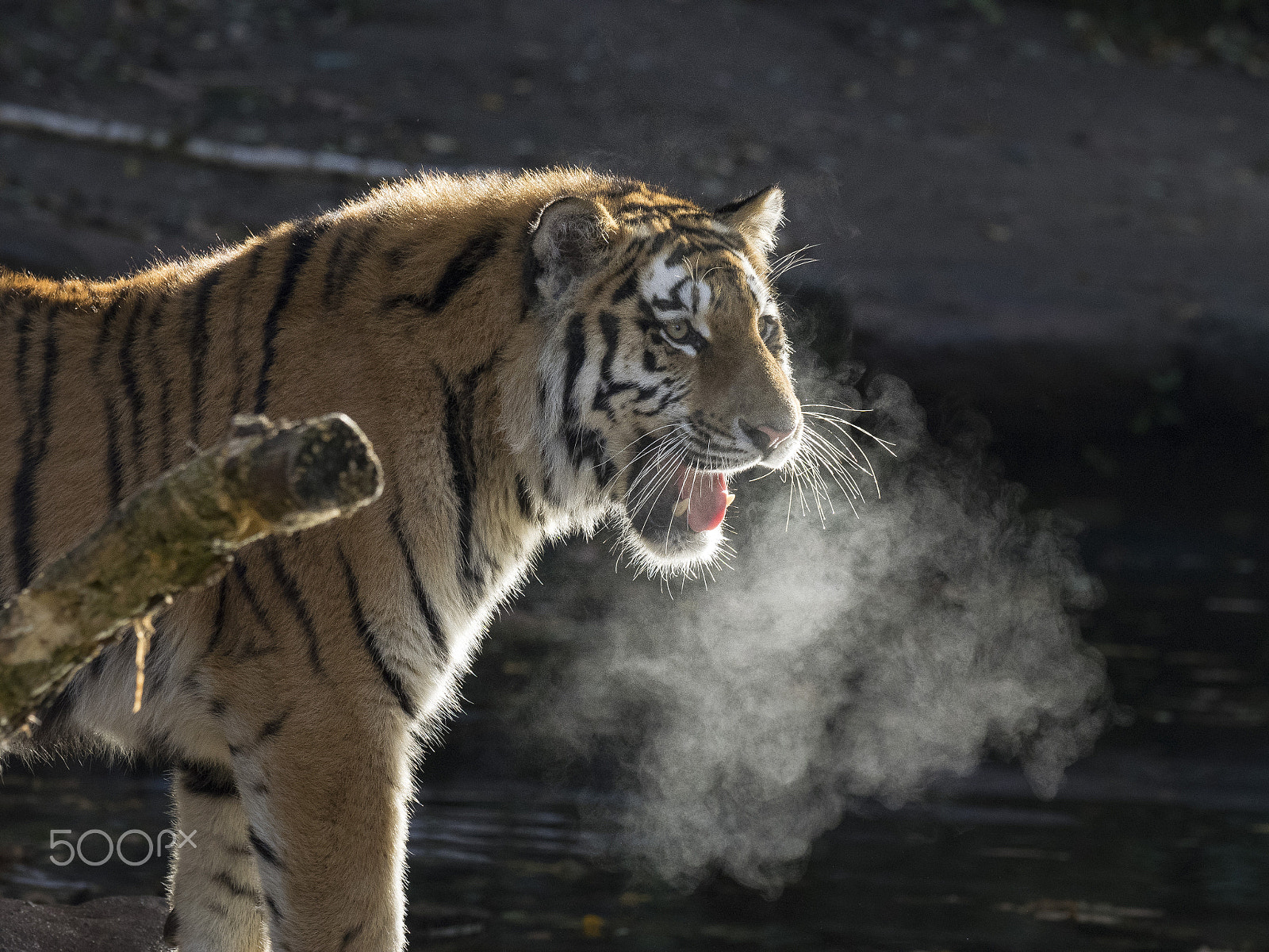 Olympus OM-D E-M1 + OLYMPUS M.300mm F4.0 sample photo. Sibirian tiger photography