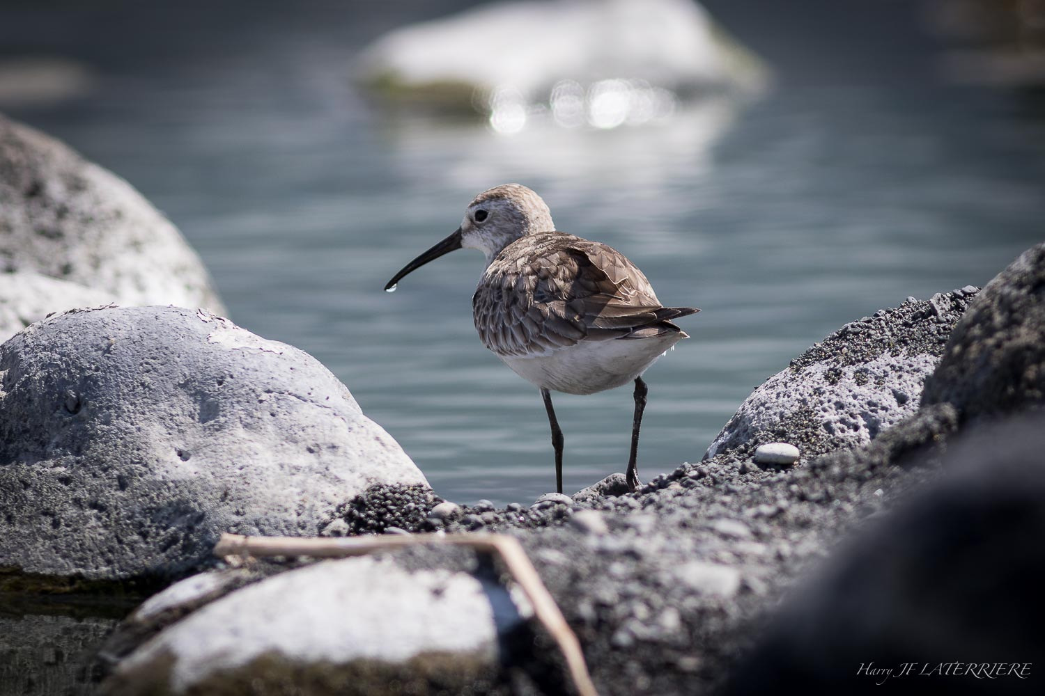 Canon EOS 7D Mark II + Canon EF 300mm F4L IS USM sample photo. The last drop photography