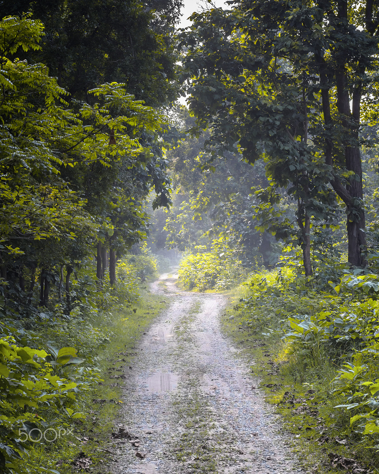 Canon EOS 6D + Tamron SP AF 90mm F2.8 Di Macro sample photo. Green corridor photography