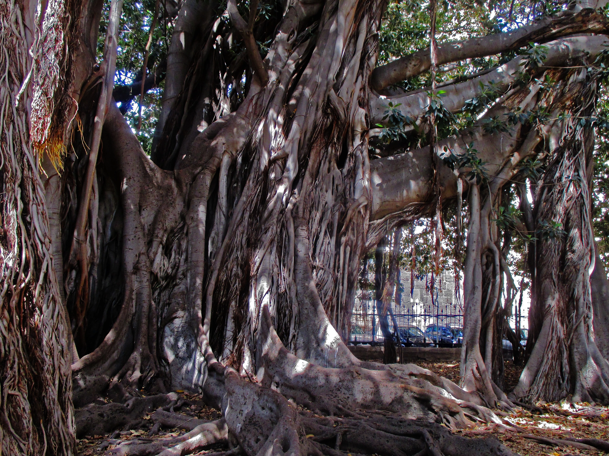 Canon PowerShot ELPH 115 IS (IXUS 132 / IXY 90F) sample photo. The wild inside palermo photography