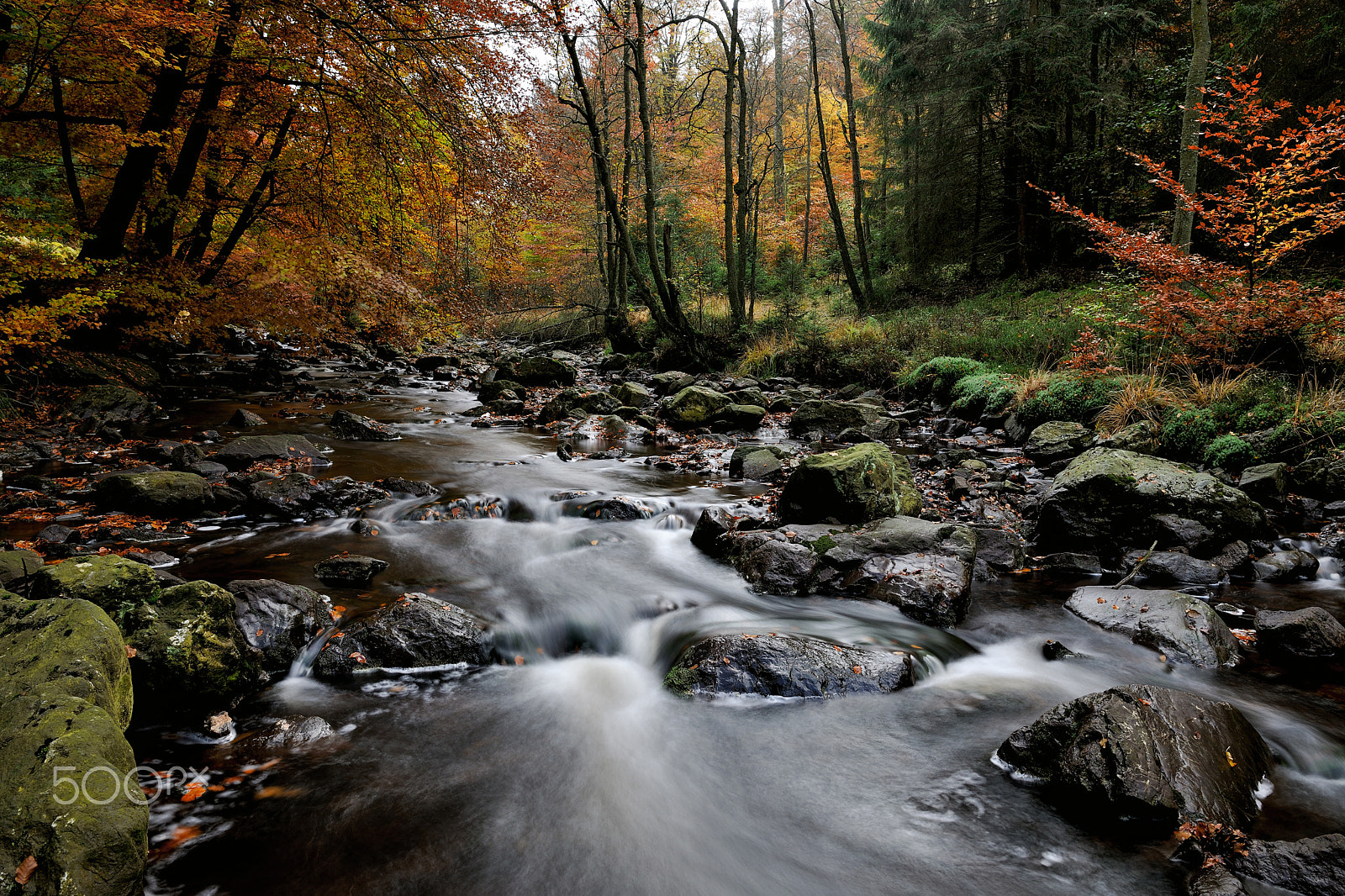 Nikon D3X sample photo. Autumn at the black river in belgium photography