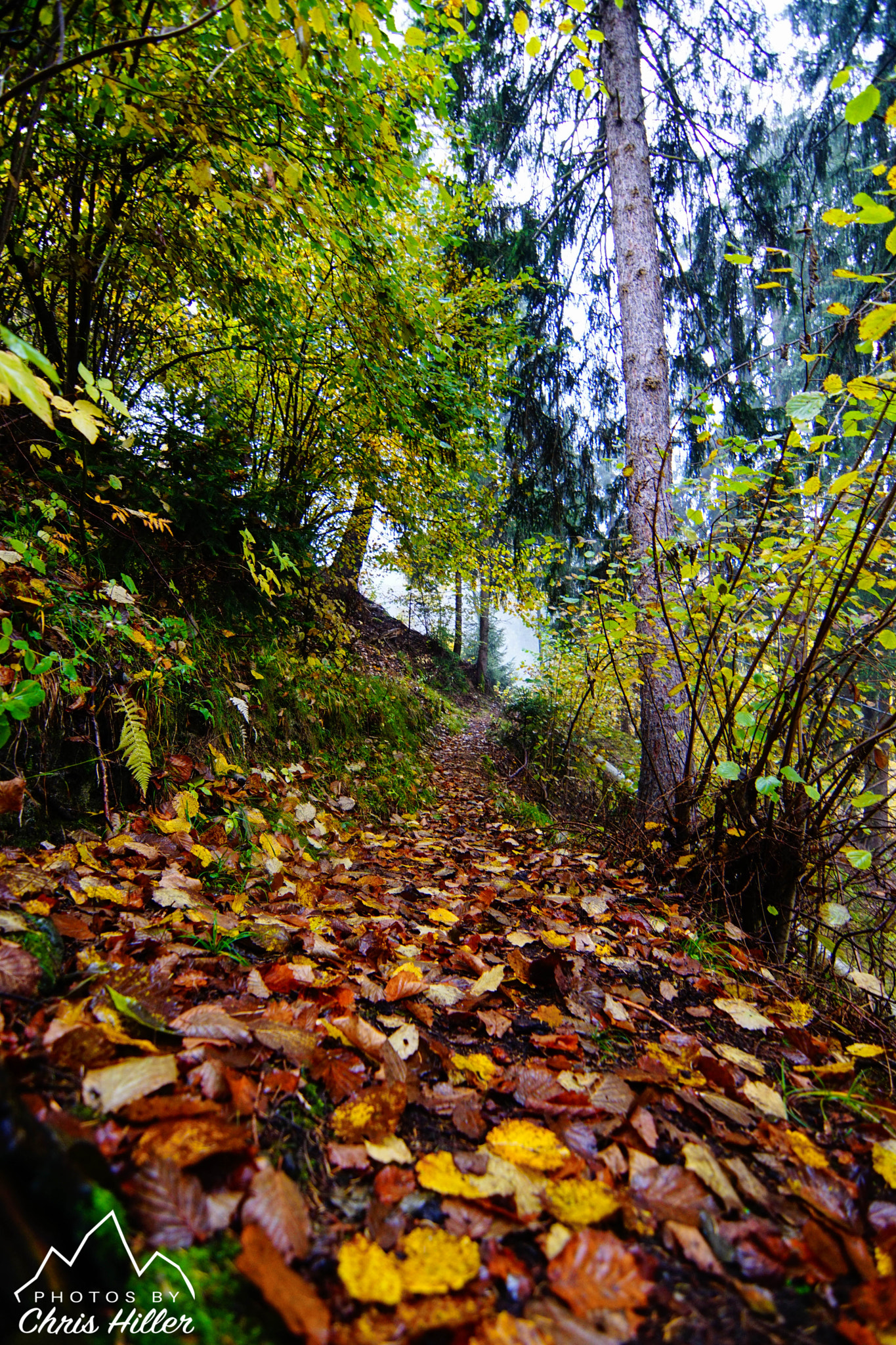 Sony ILCA-77M2 + 20mm F2.8 sample photo. Autumn came, with wind and gold photography