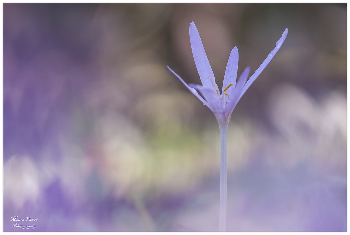 Sigma 105mm F2.8 EX DG OS HSM sample photo. A photography