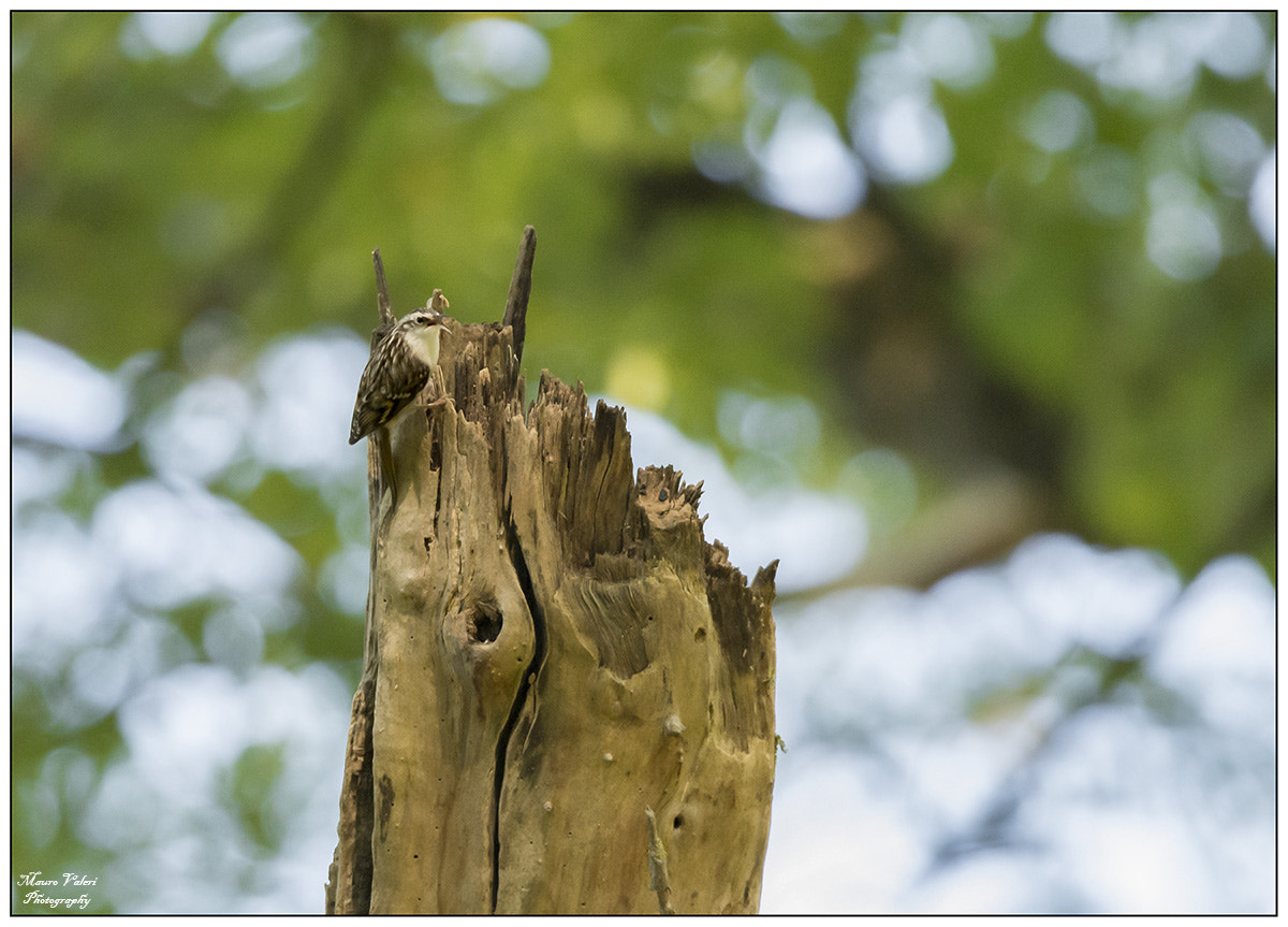 Sigma 150-600mm F5-6.3 DG OS HSM | S sample photo. Dsc photography