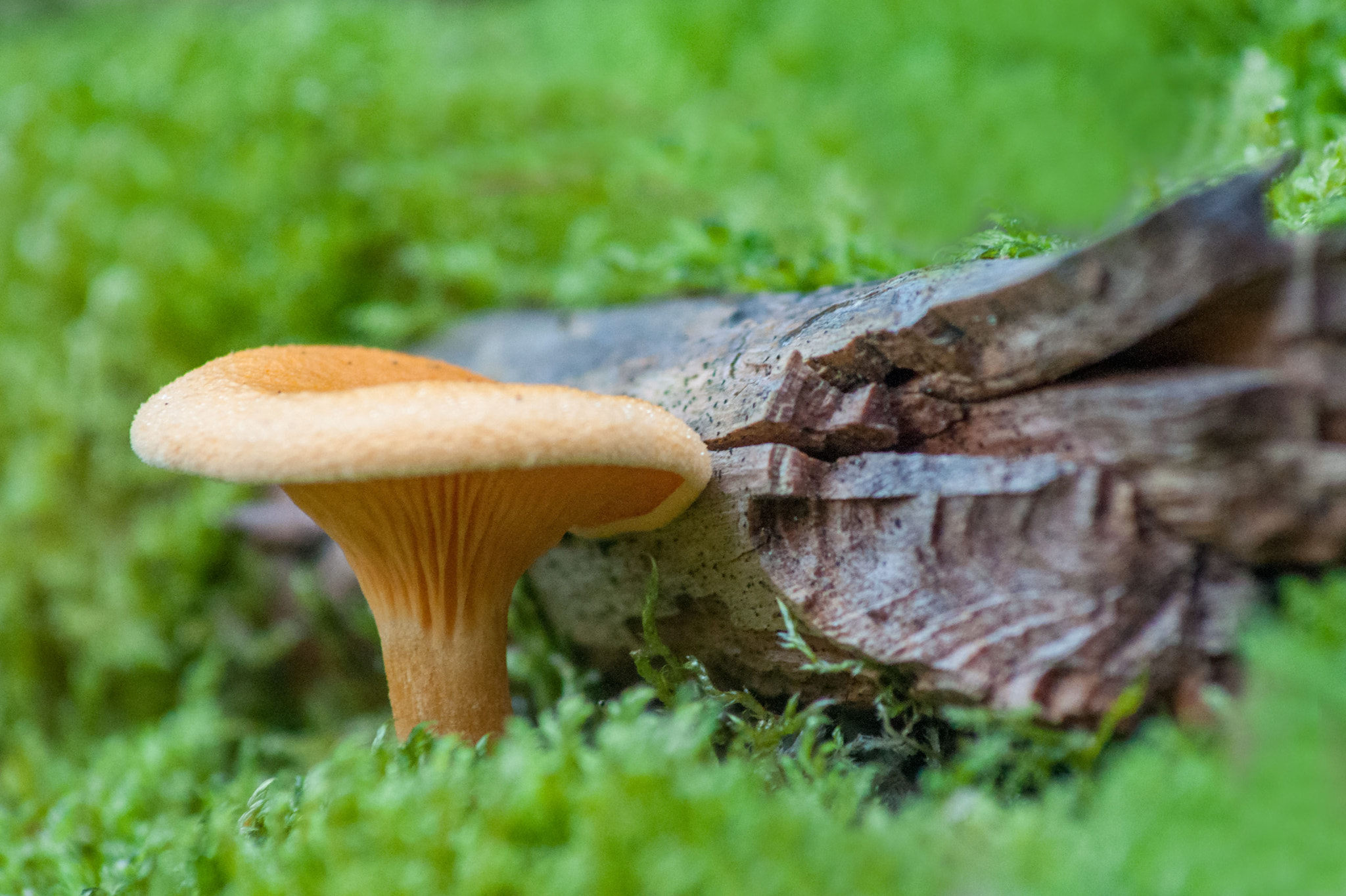 Nikon D5000 sample photo. Herbst photography
